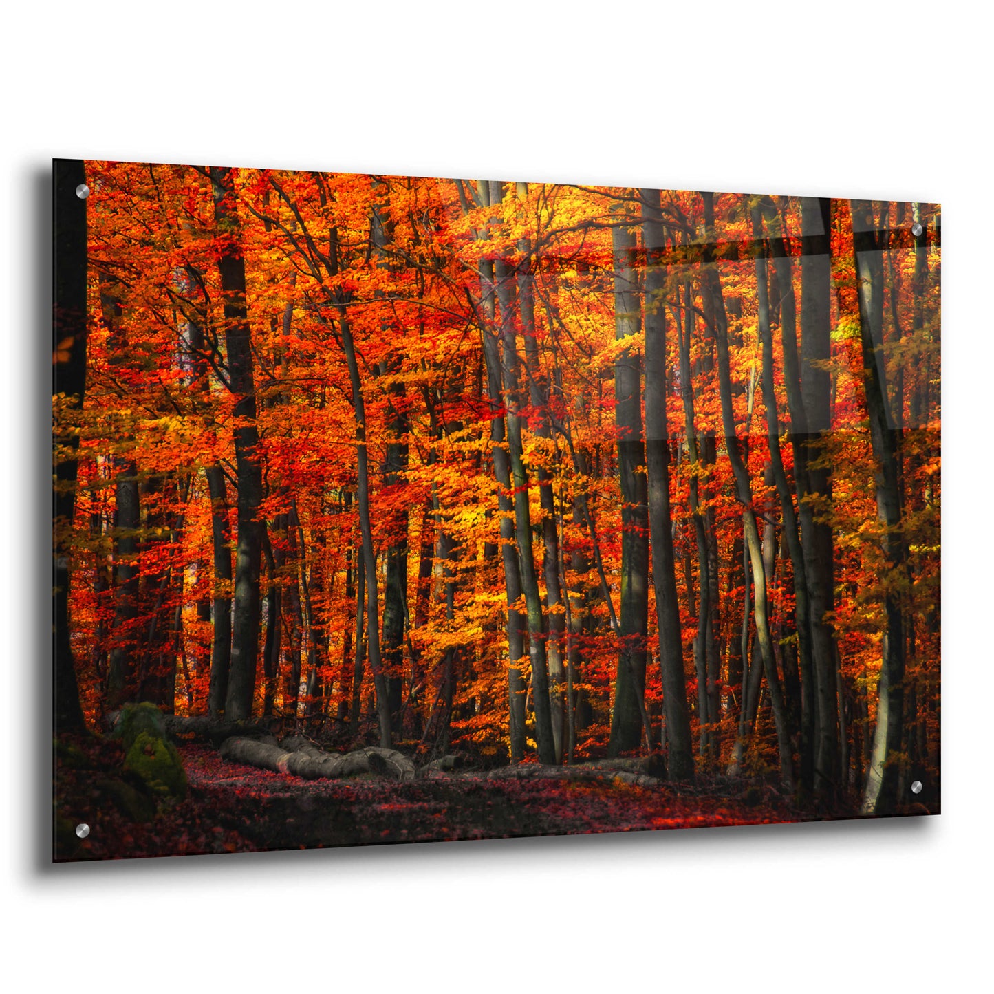 Epic Art 'Forest Density' by Philippe Sainte-Laudy, Acrylic Glass Wall Art,36x24