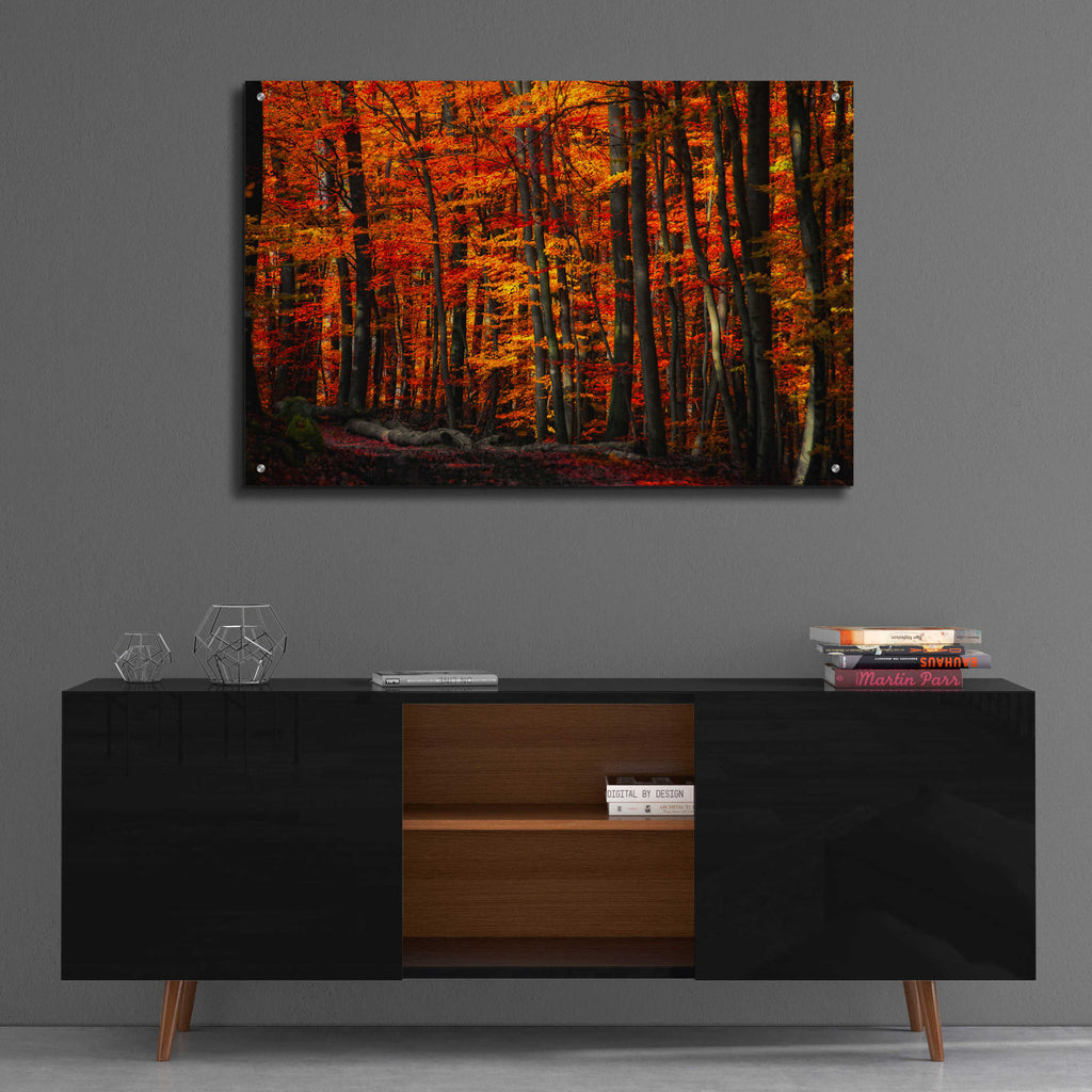 Epic Art 'Forest Density' by Philippe Sainte-Laudy, Acrylic Glass Wall Art,36x24