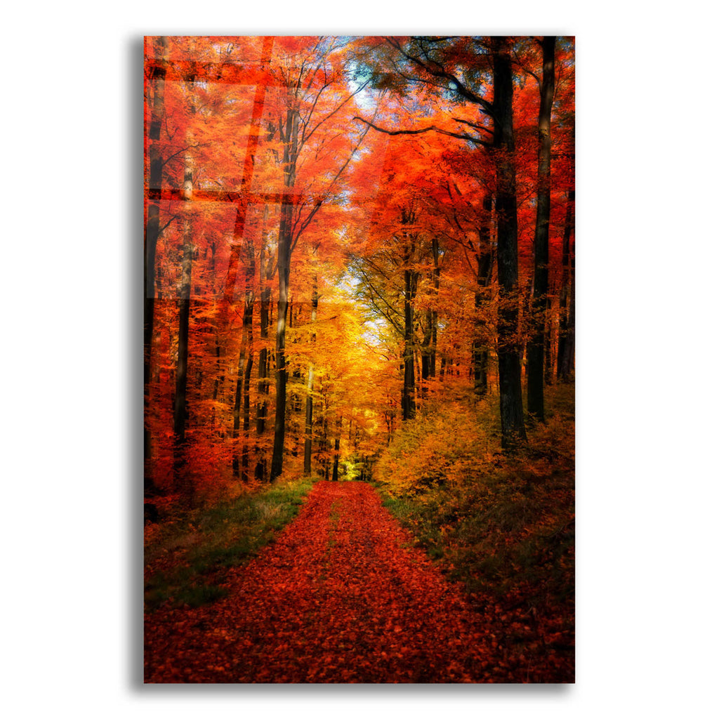 Epic Art 'Forest Garden' by Philippe Sainte-Laudy, Acrylic Glass Wall Art
