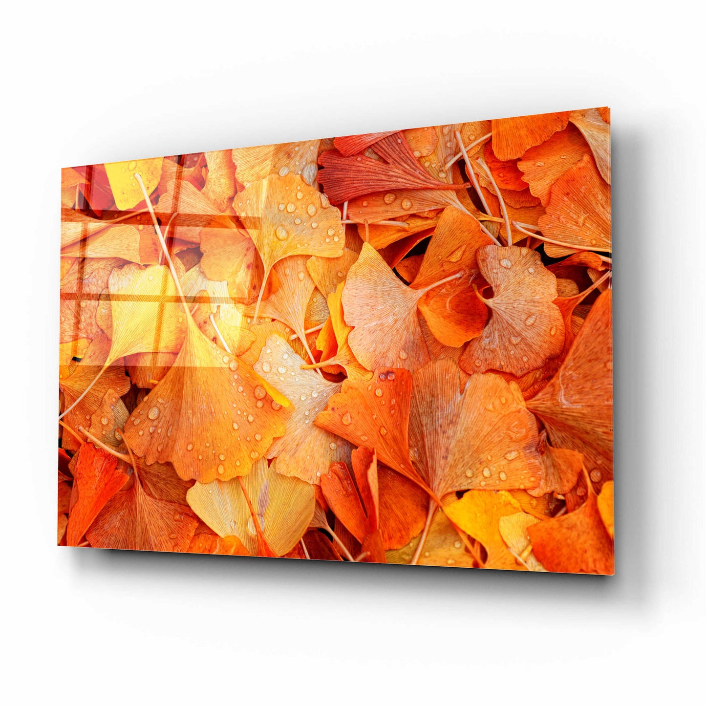 Epic Art 'Ginkgo Fall' by Philippe Sainte-Laudy, Acrylic Glass Wall Art,16x12