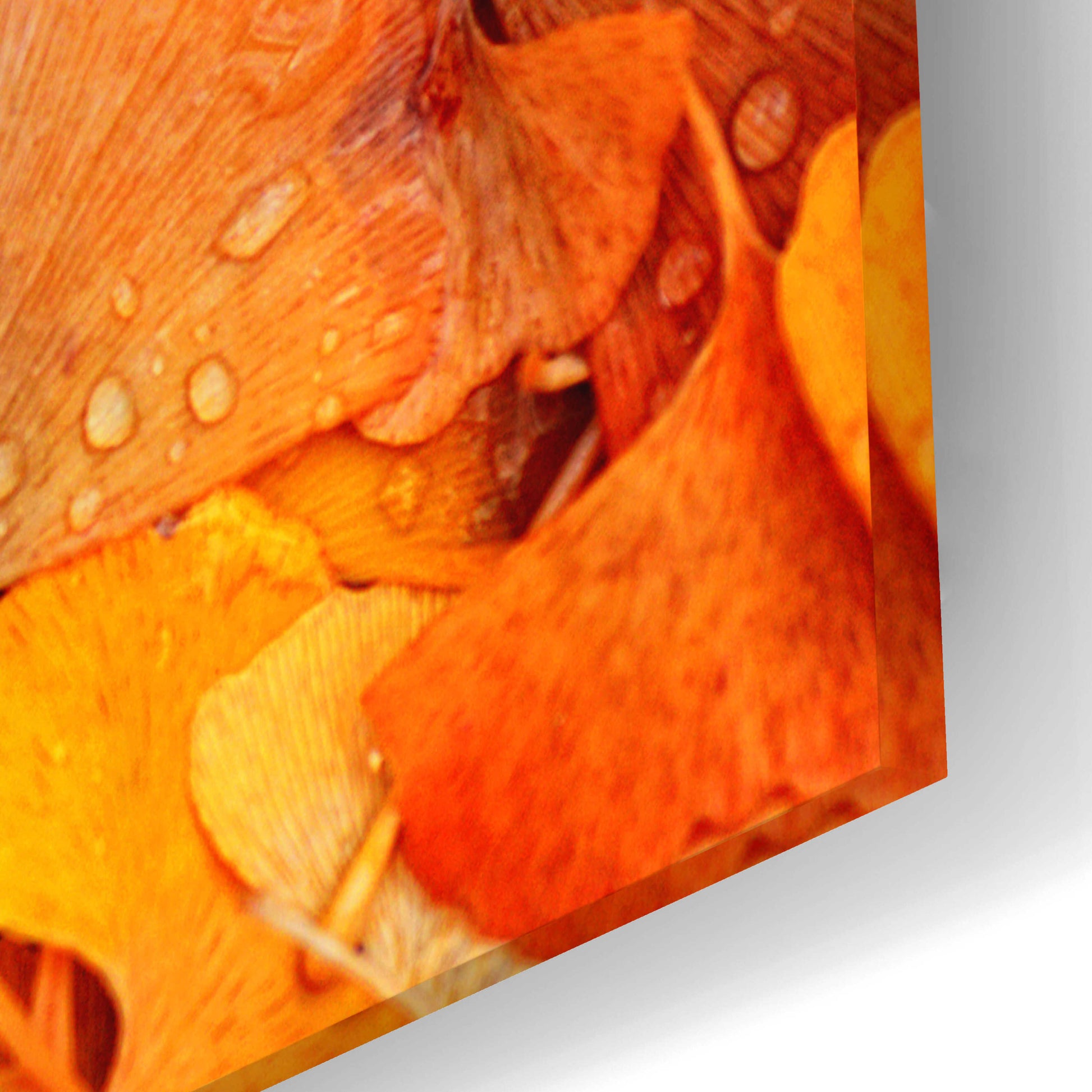 Epic Art 'Ginkgo Fall' by Philippe Sainte-Laudy, Acrylic Glass Wall Art,24x16