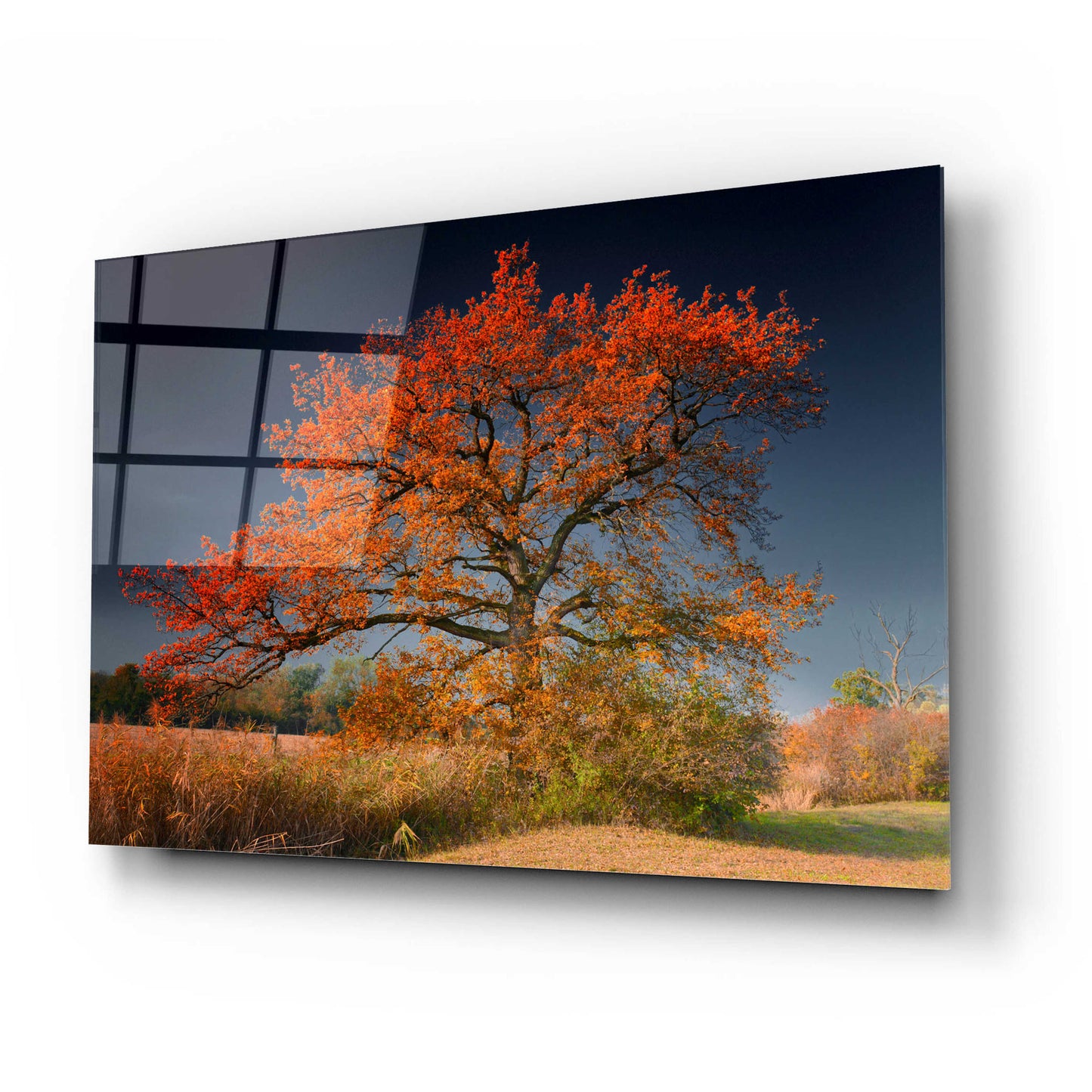 Epic Art 'Melancholy Tree' by Philippe Sainte-Laudy, Acrylic Glass Wall Art,24x16