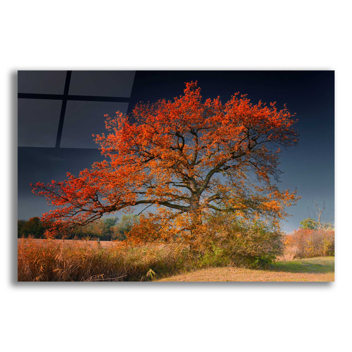 Epic Art 'Melancholy Tree' by Philippe Sainte-Laudy, Acrylic Glass Wall Art