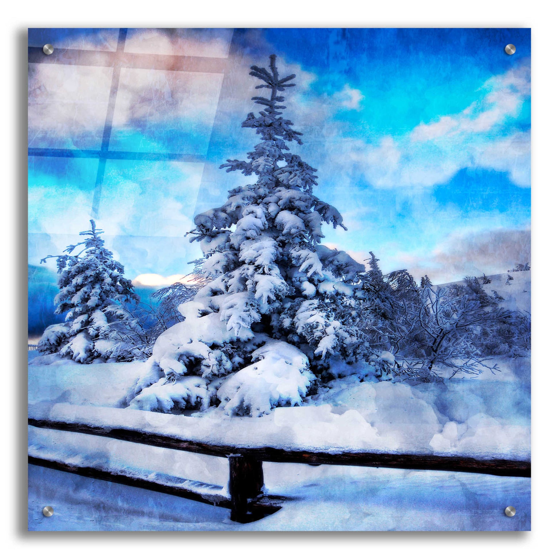 Epic Art 'My Beautiful Fir Tree' by Philippe Sainte-Laudy, Acrylic Glass Wall Art,24x24