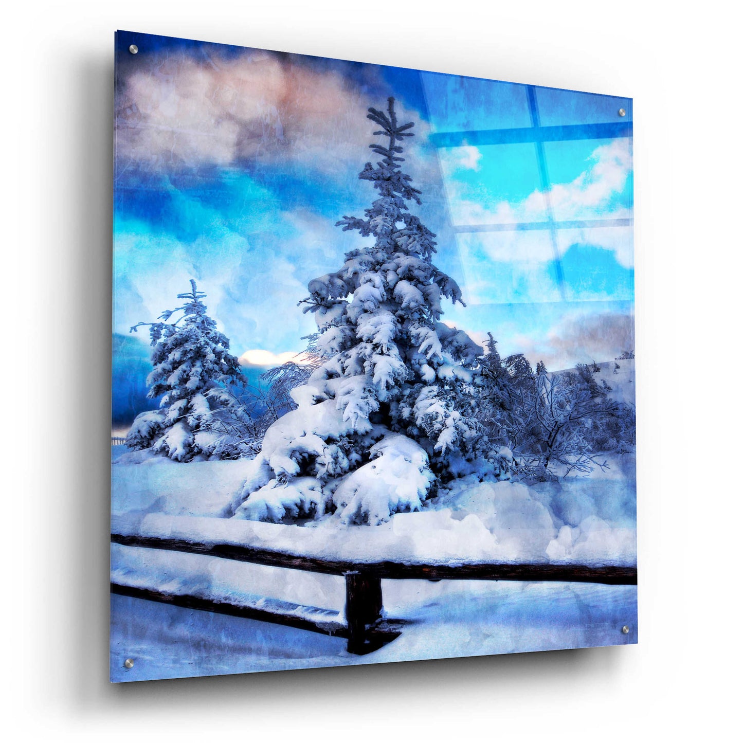 Epic Art 'My Beautiful Fir Tree' by Philippe Sainte-Laudy, Acrylic Glass Wall Art,36x36