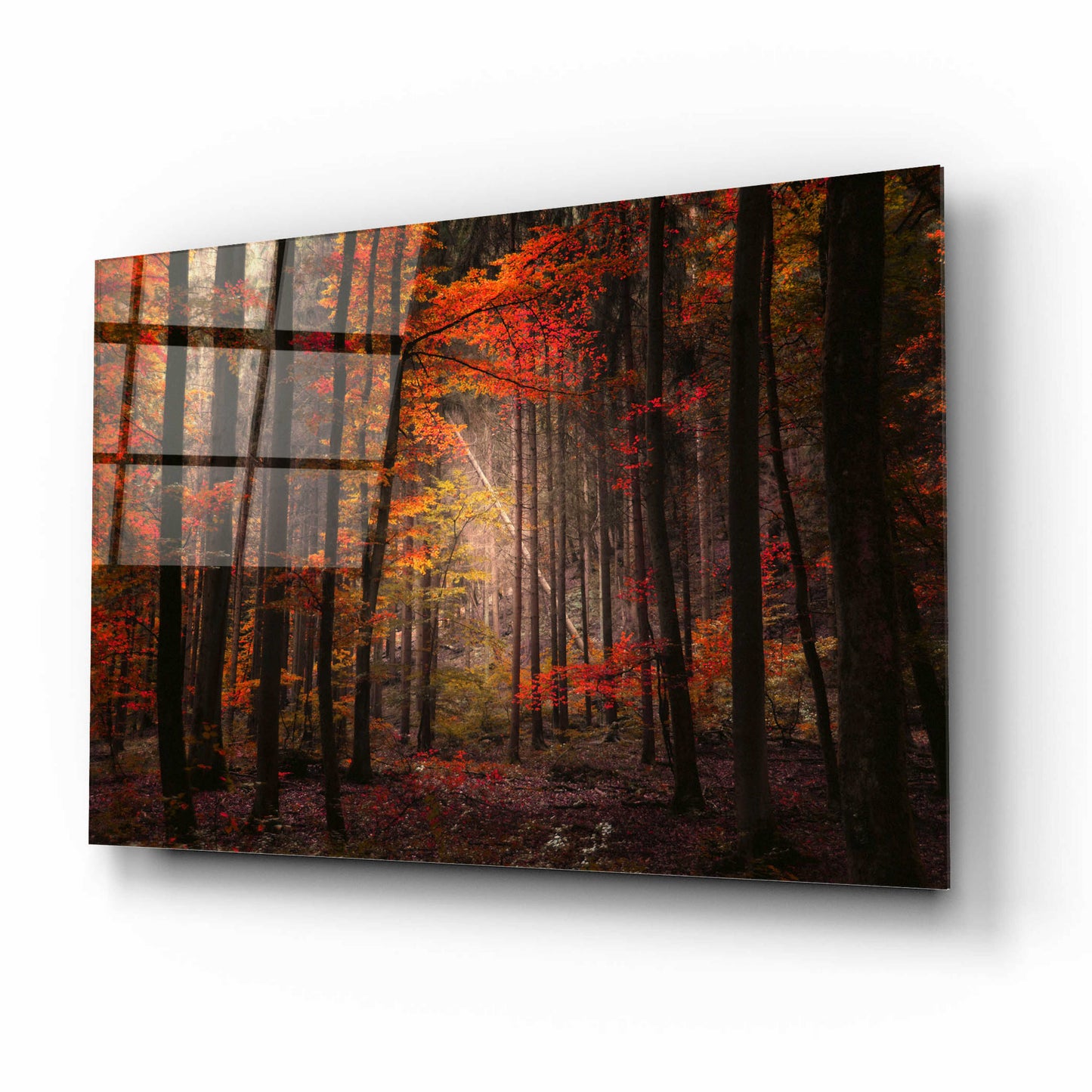 Epic Art 'Orton Wood' by Philippe Sainte-Laudy, Acrylic Glass Wall Art,16x12