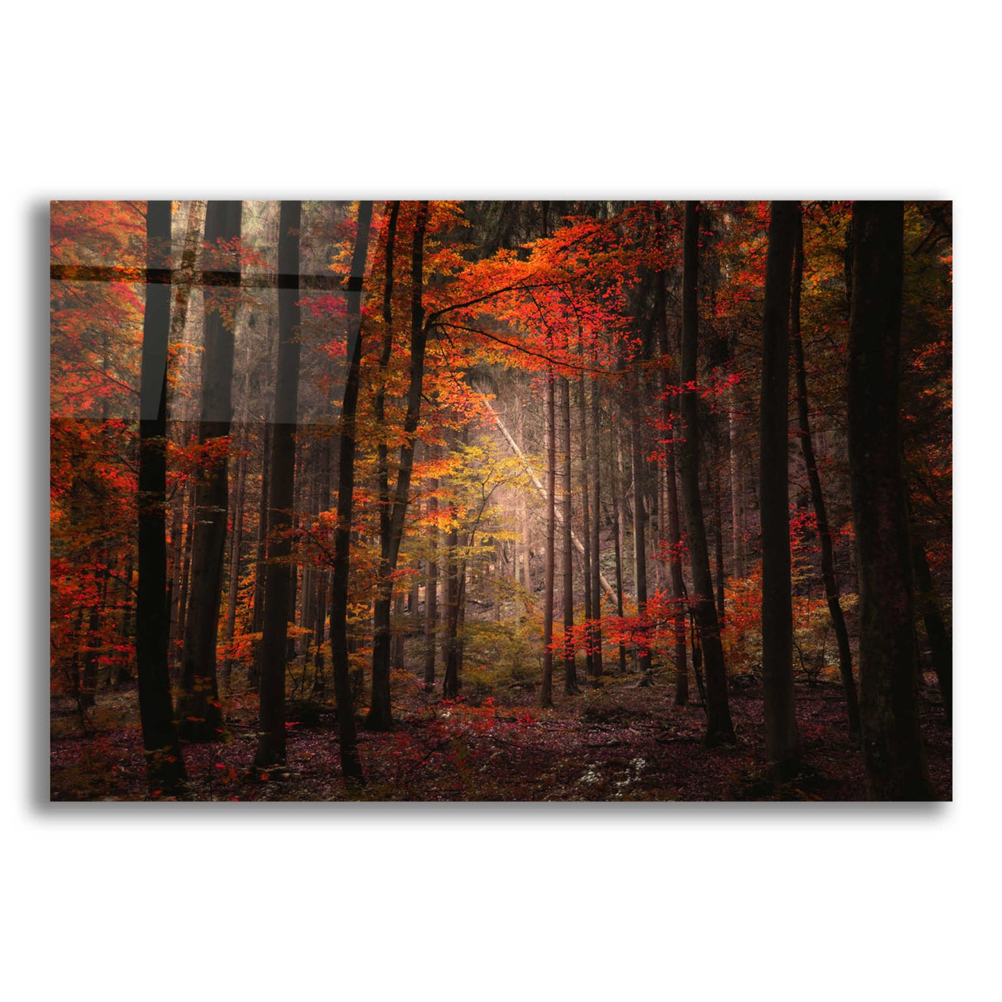 Epic Art 'Orton Wood' by Philippe Sainte-Laudy, Acrylic Glass Wall Art,16x12