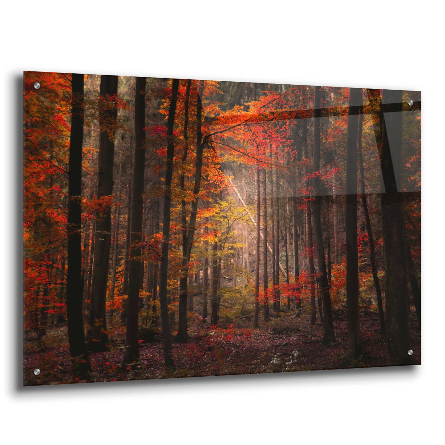 Epic Art 'Orton Wood' by Philippe Sainte-Laudy, Acrylic Glass Wall Art,36x24