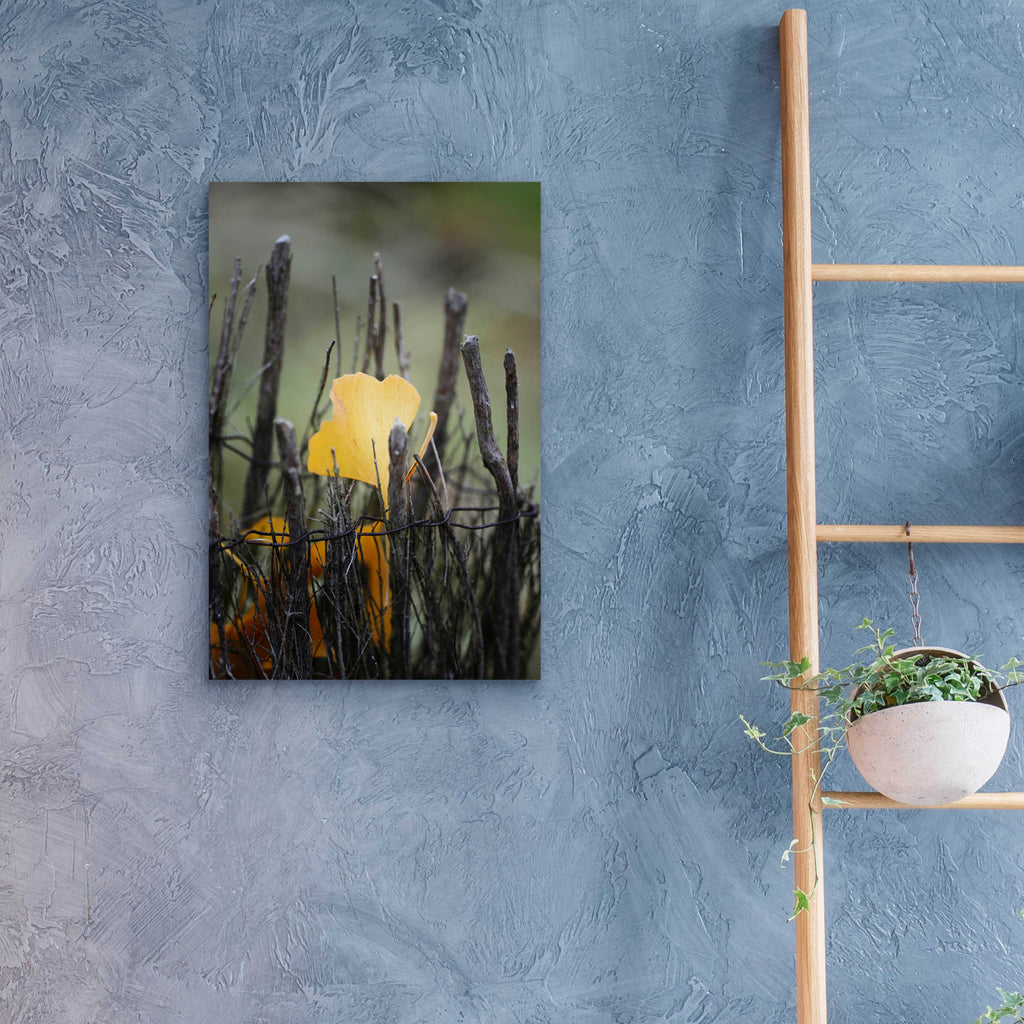 Epic Art 'Prisoner Fall' by Philippe Sainte-Laudy, Acrylic Glass Wall Art,16x24