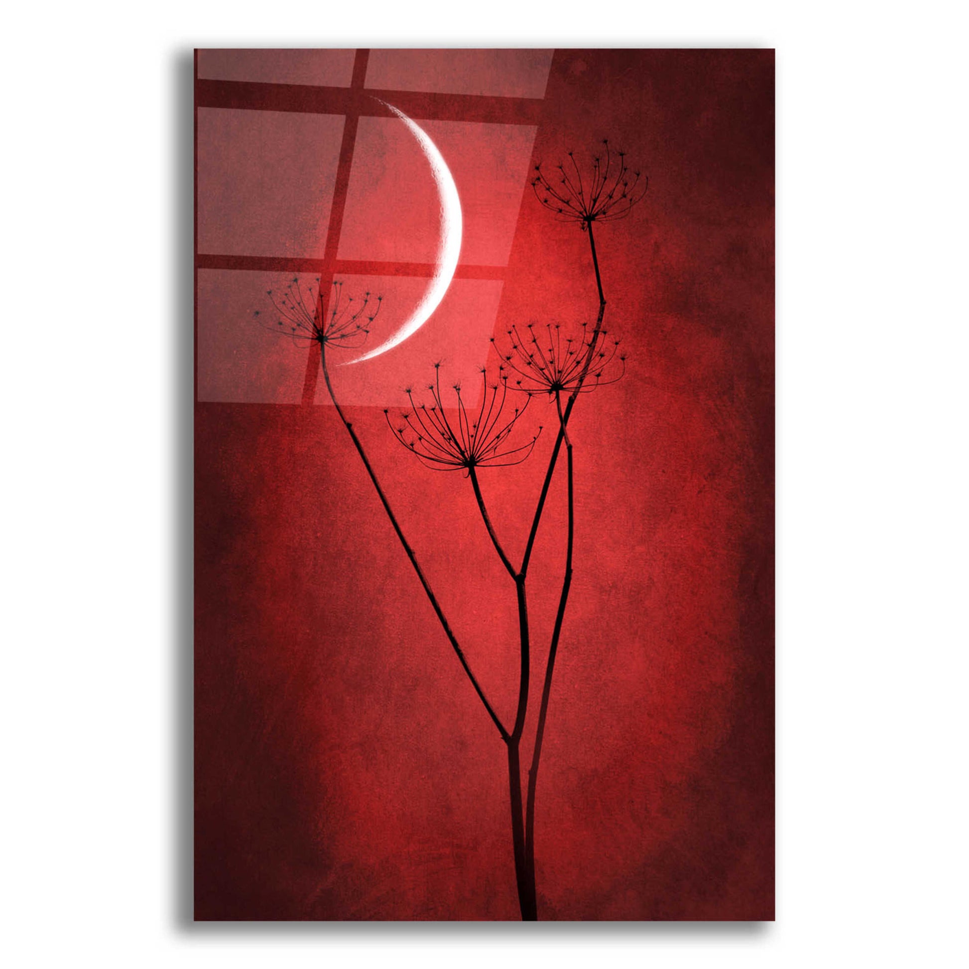 Epic Art 'Red Crescent Moon' by Philippe Sainte-Laudy, Acrylic Glass Wall Art,12x16