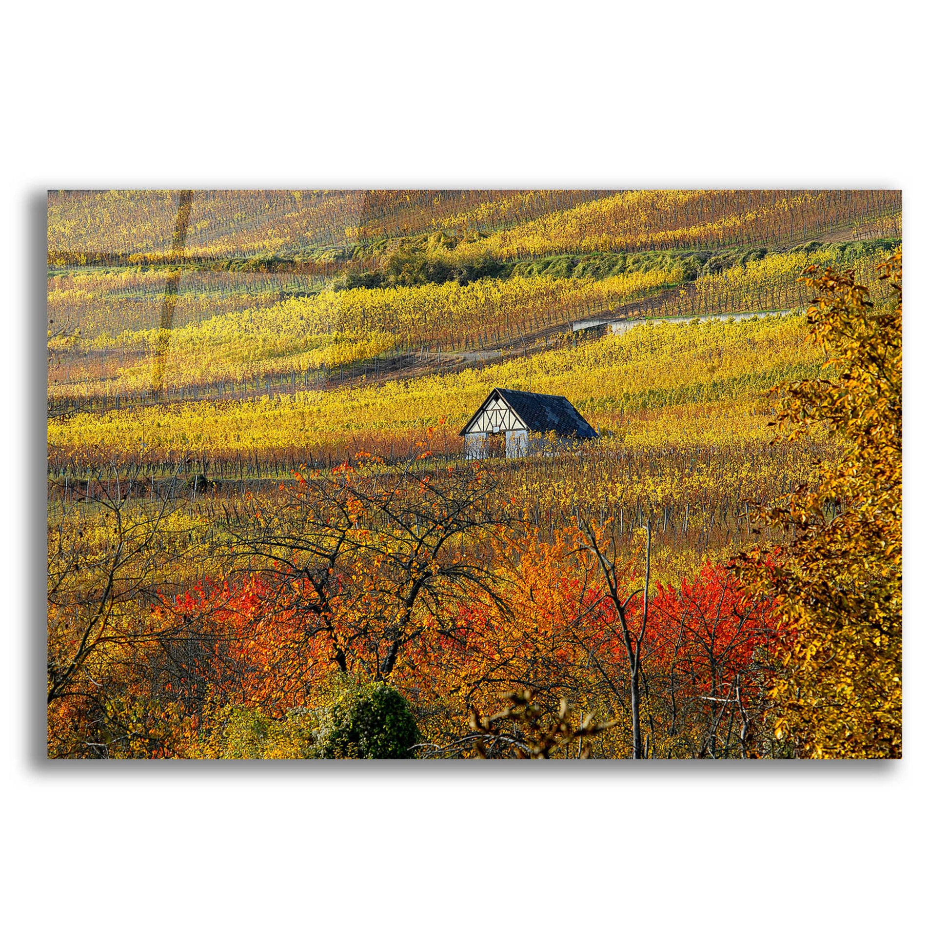 Epic Art 'The House of Vines' by Philippe Sainte-Laudy, Acrylic Glass Wall Art,24x16