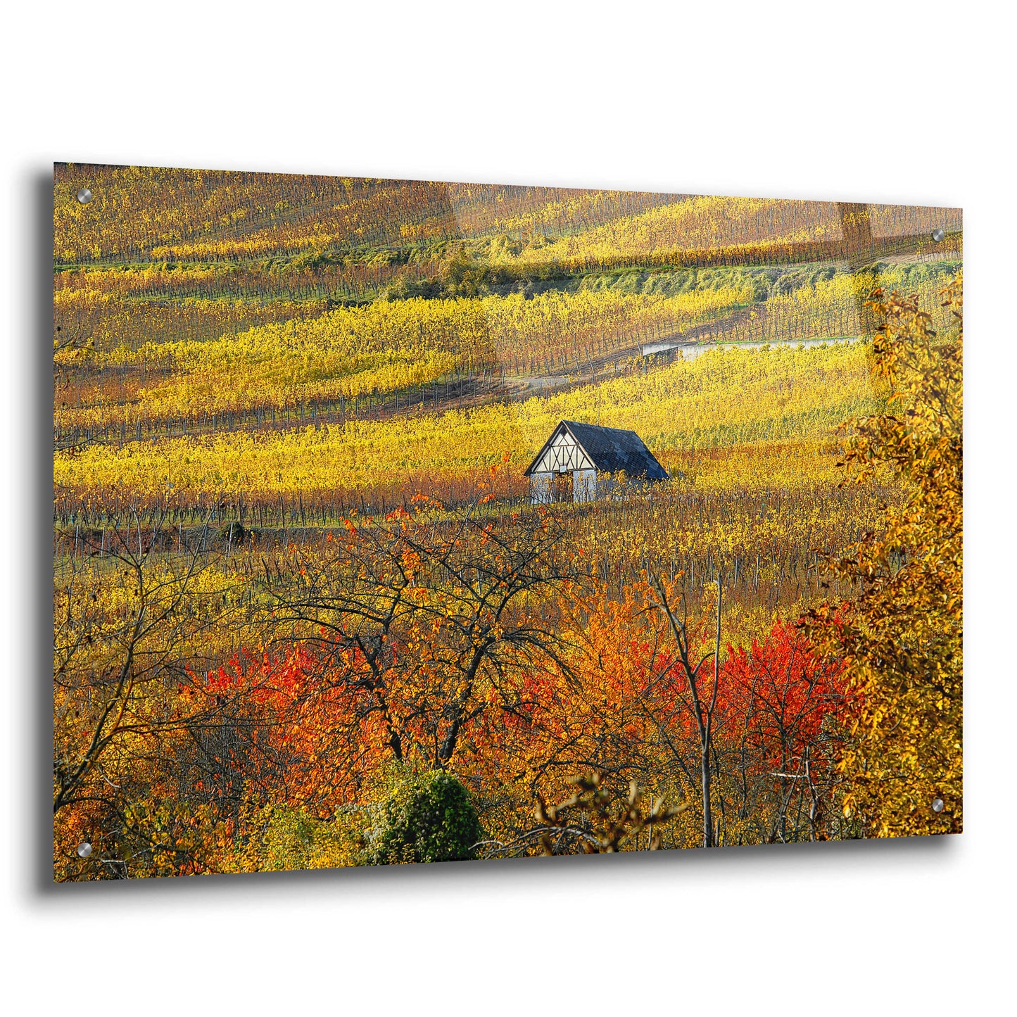 Epic Art 'The House of Vines' by Philippe Sainte-Laudy, Acrylic Glass Wall Art,36x24