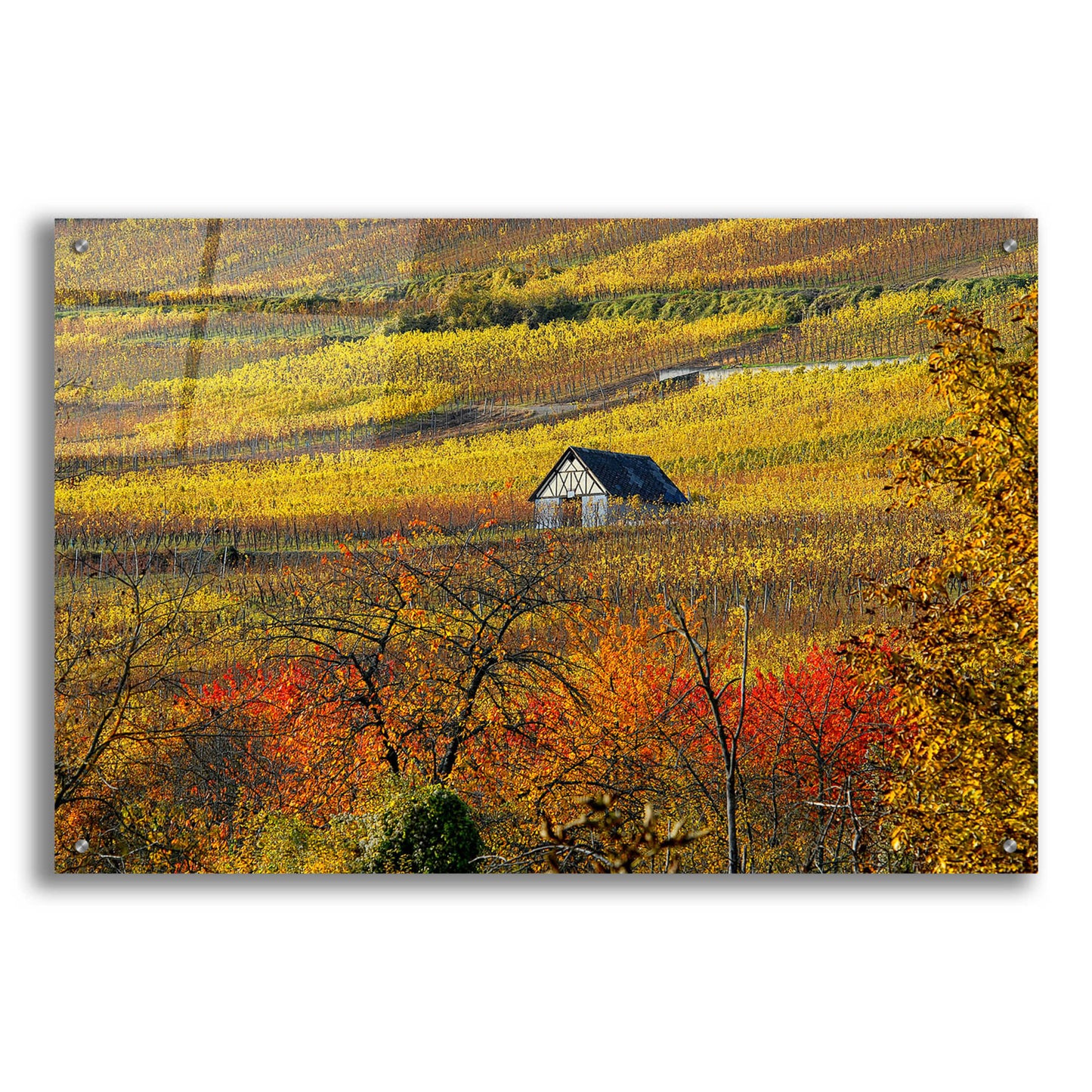 Epic Art 'The House of Vines' by Philippe Sainte-Laudy, Acrylic Glass Wall Art,36x24