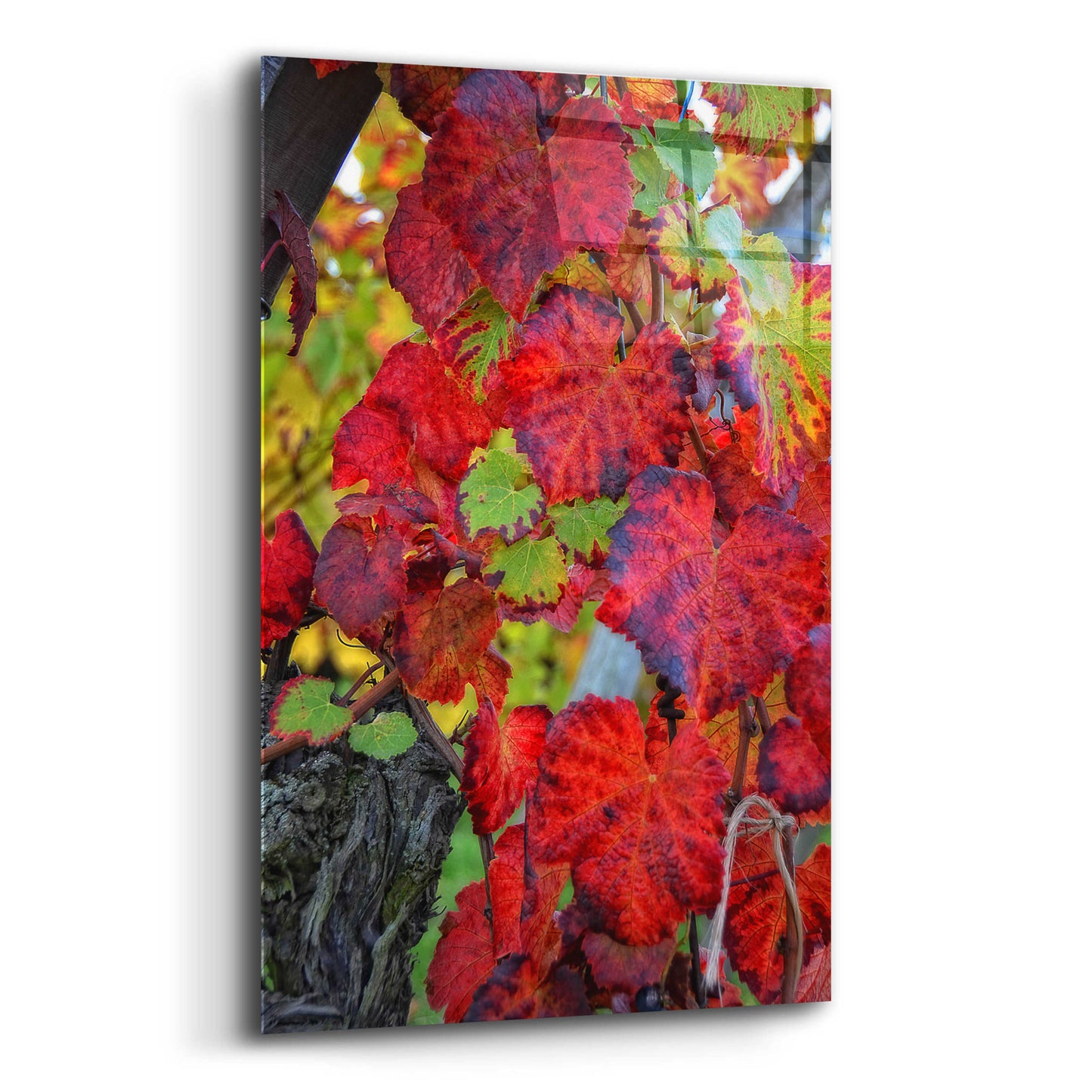 Epic Art 'Velvet Leaves' by Philippe Sainte-Laudy, Acrylic Glass Wall Art,12x16