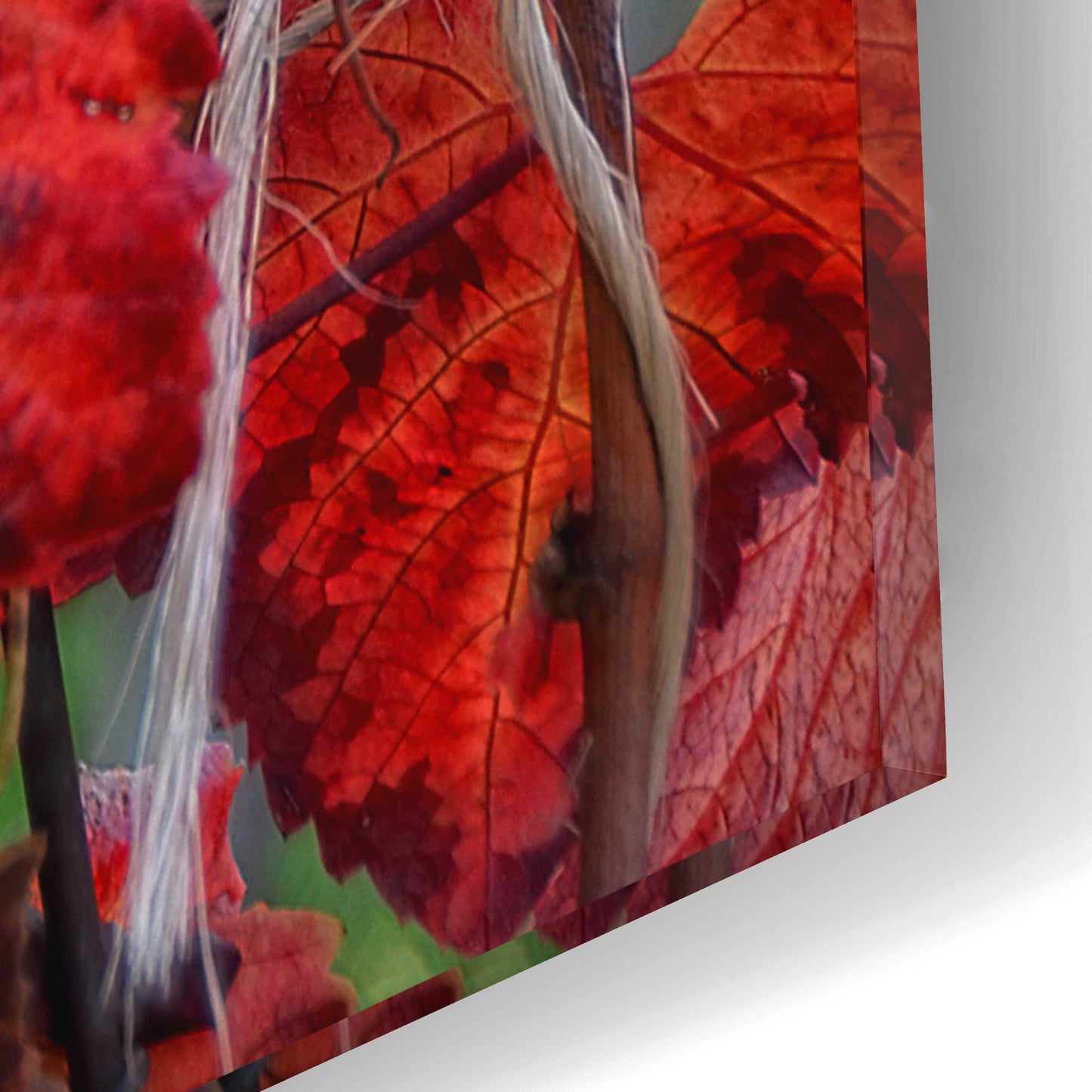 Epic Art 'Velvet Leaves' by Philippe Sainte-Laudy, Acrylic Glass Wall Art,12x16