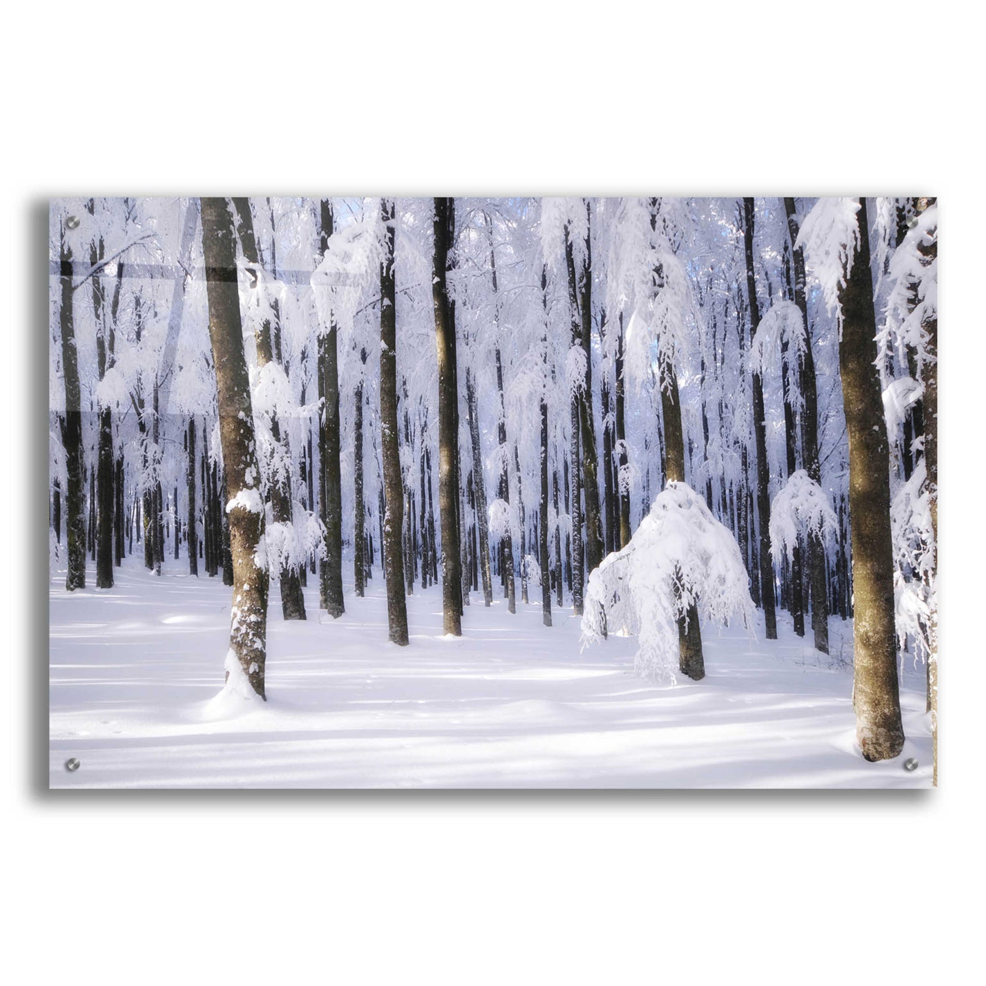 Epic Art 'White Muslin' by Philippe Sainte-Laudy, Acrylic Glass Wall Art,36x24