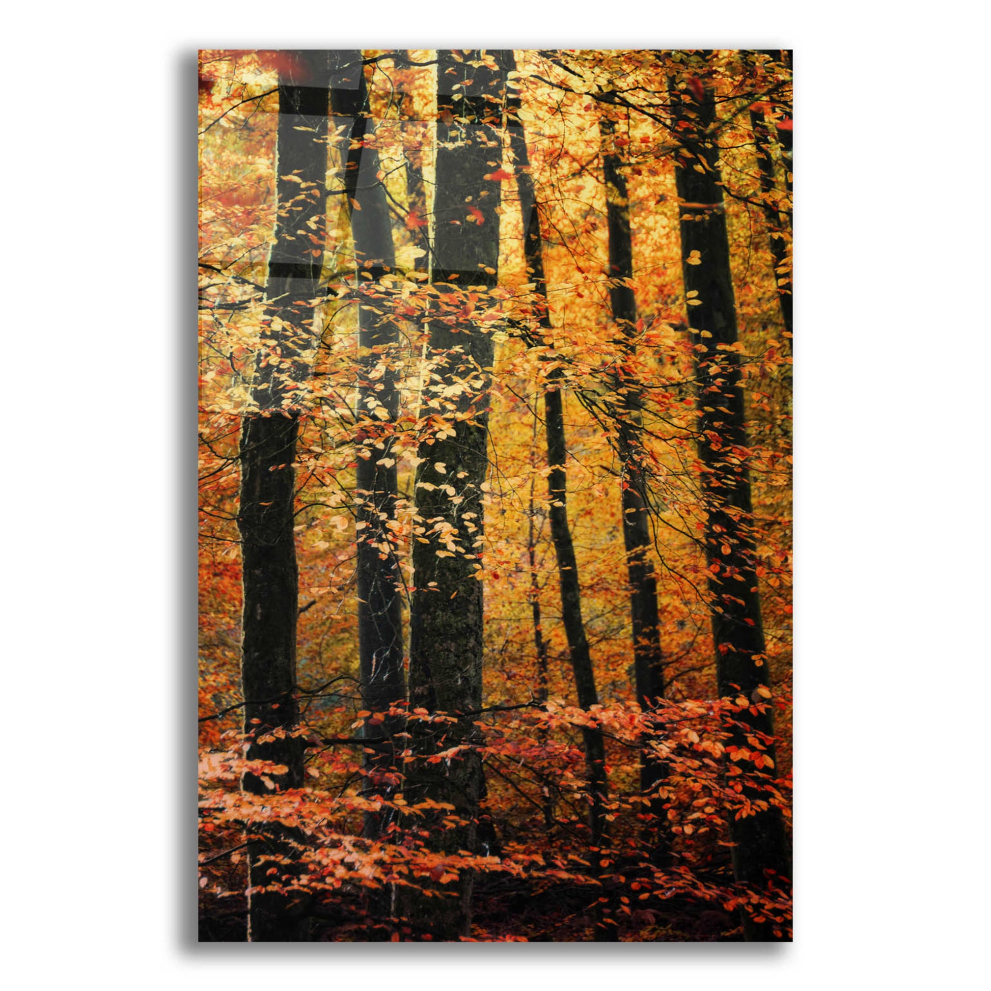 Epic Art 'Wind in the Trees' by Philippe Sainte-Laudy, Acrylic Glass Wall Art,12x16