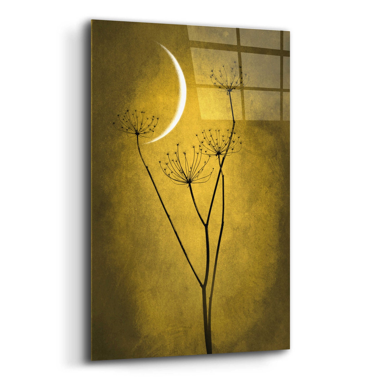 Epic Art 'Yellow Crescent Moon' by Philippe Sainte-Laudy, Acrylic Glass Wall Art,16x24