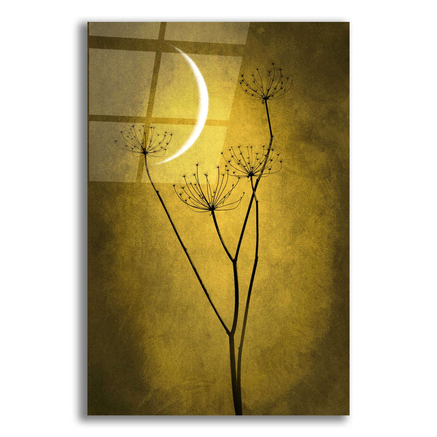 Epic Art 'Yellow Crescent Moon' by Philippe Sainte-Laudy, Acrylic Glass Wall Art,16x24