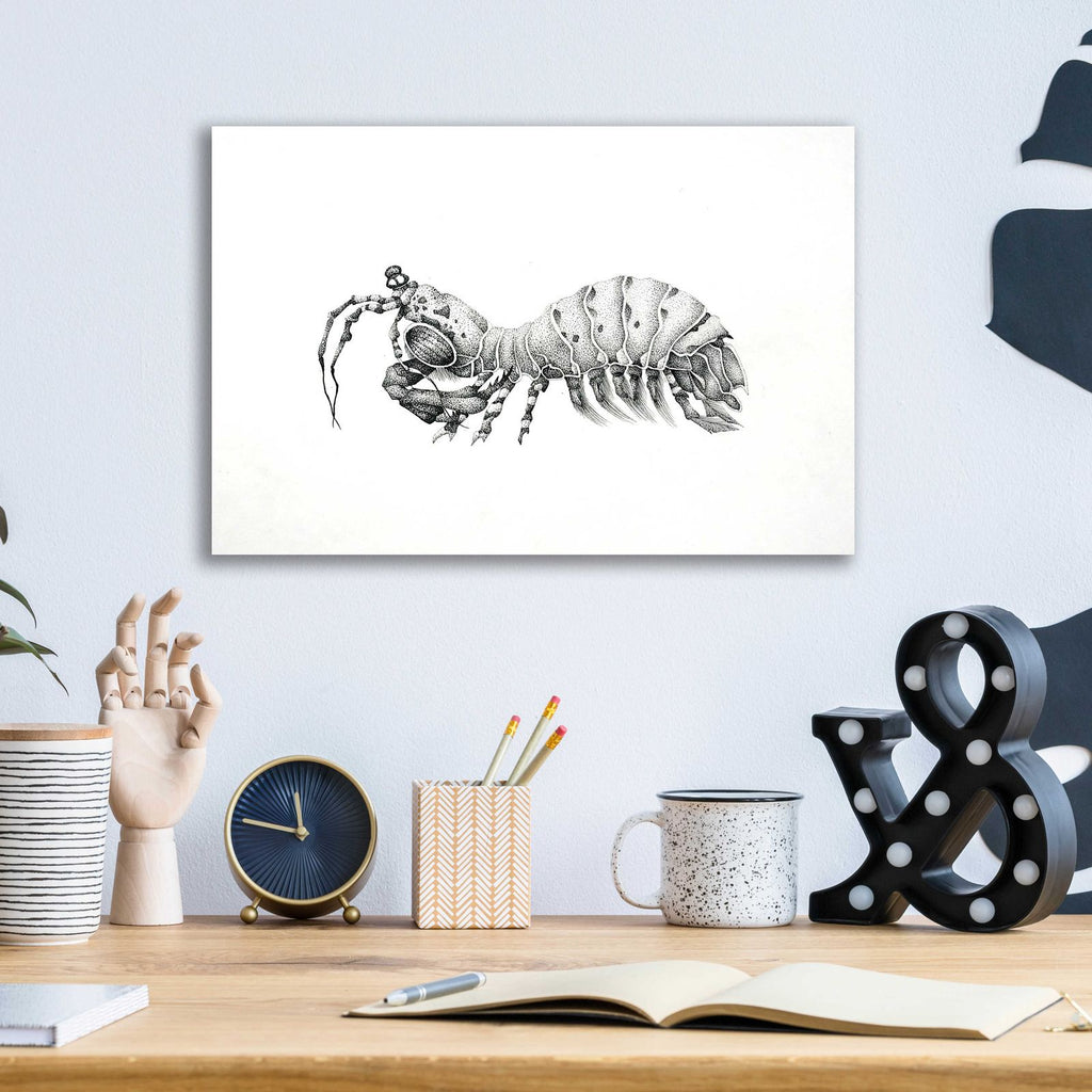 Peacock Mantis Shrimp by Avery Multer - 16x12 acrylic wall art in a room
