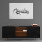 Peacock Mantis Shrimp by Avery Multer - 36x24 acrylic wall art in a room