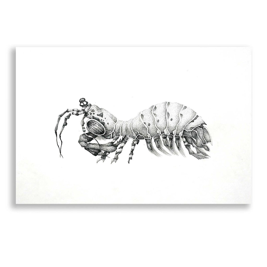 Peacock Mantis Shrimp by Avery Multer acrylic glass wall art