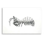 Peacock Mantis Shrimp by Avery Multer acrylic glass wall art