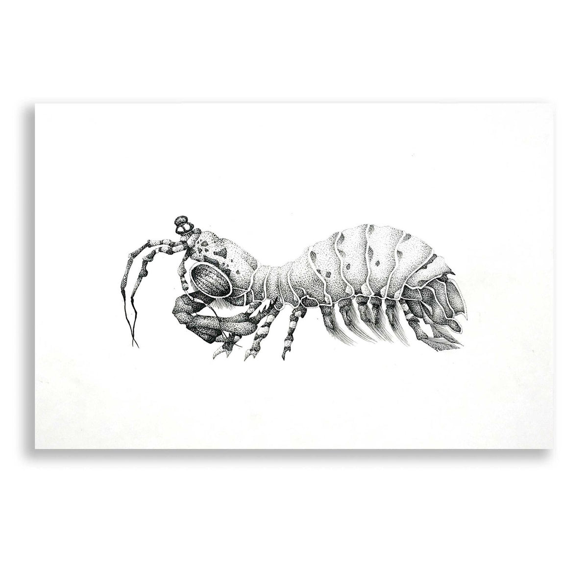 Peacock Mantis Shrimp by Avery Multer acrylic glass wall art