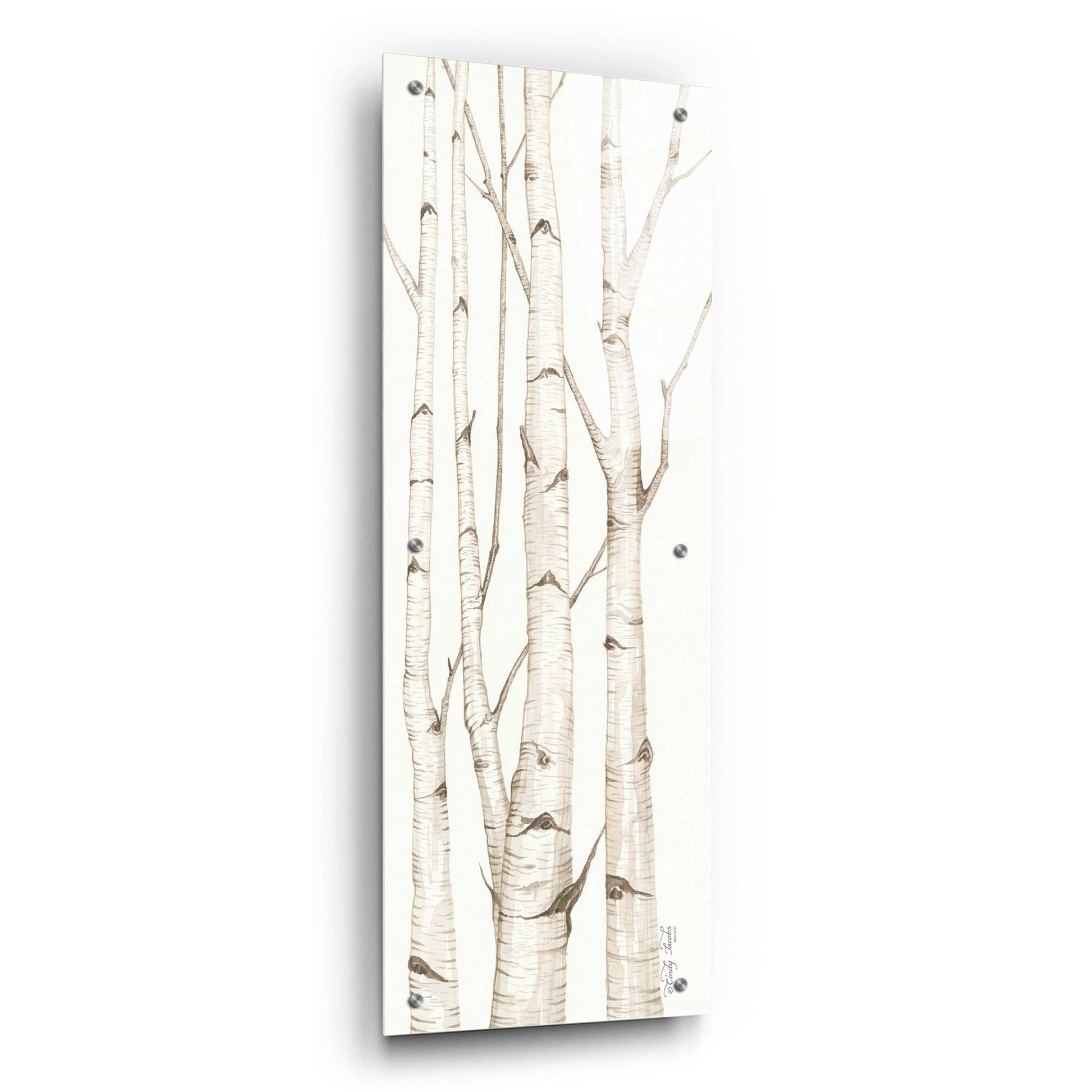 Epic Art 'Birch Trees I' by Cindy Jacobs, Acrylic Glass Wall Art,12x36