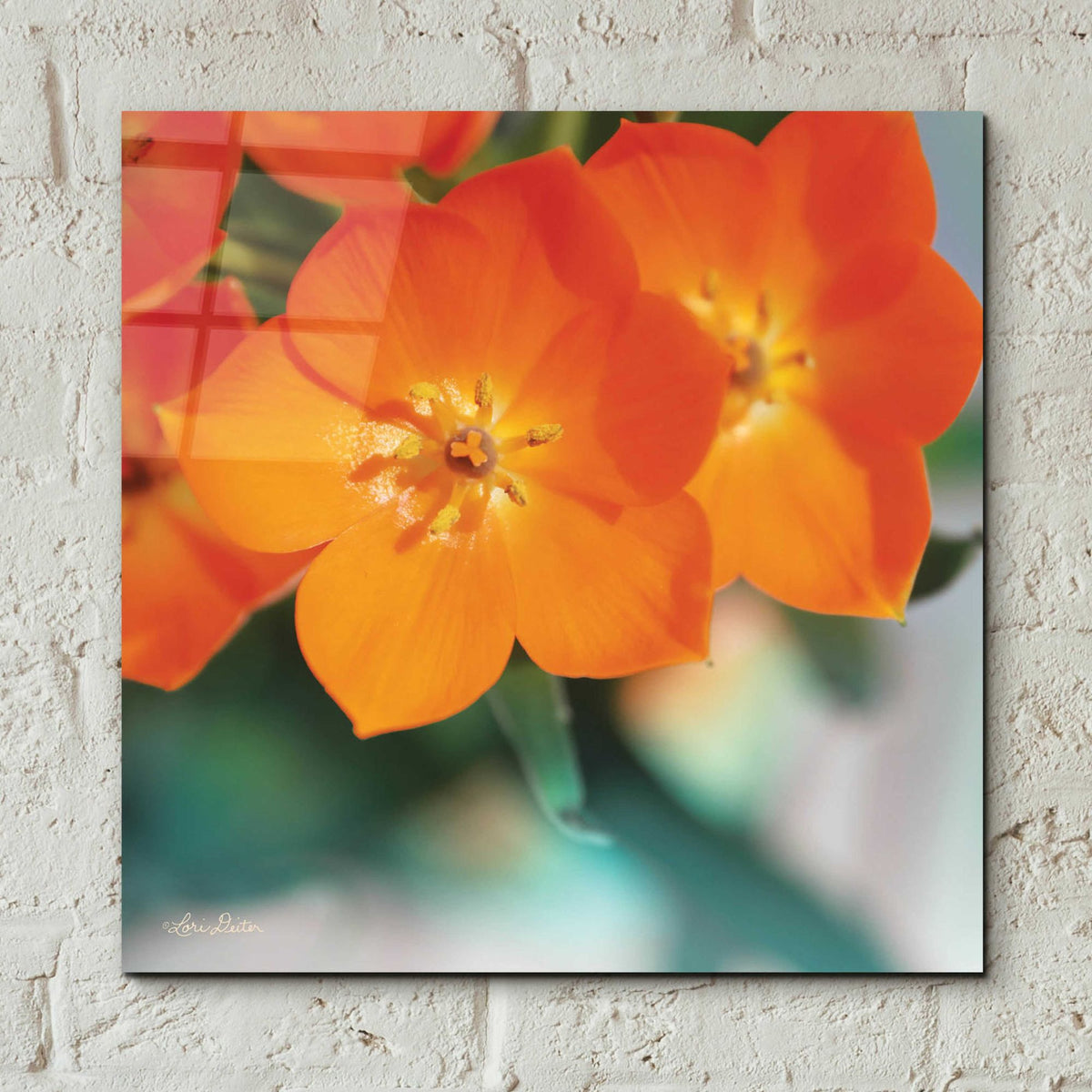 Epic Art 'Floral Pop III' by Lori Deiter, Acrylic Glass Wall Art,12x12