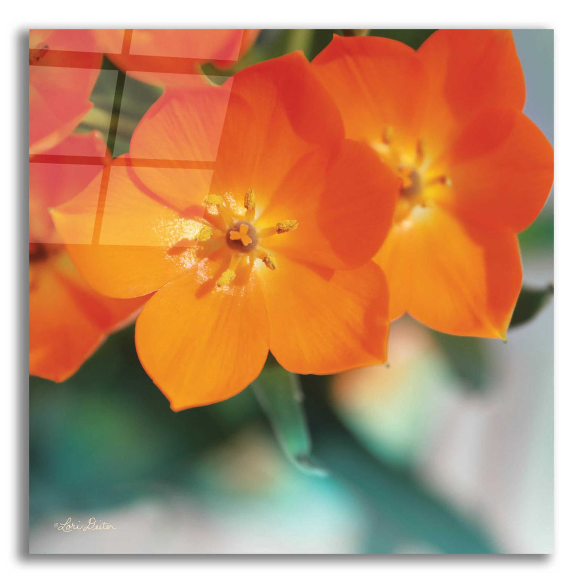 Epic Art 'Floral Pop III' by Lori Deiter, Acrylic Glass Wall Art