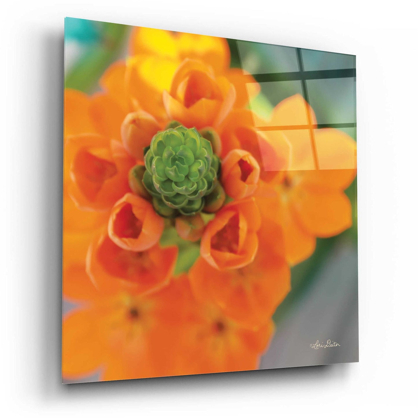 Epic Art 'Floral Pop IV' by Lori Deiter, Acrylic Glass Wall Art,12x12