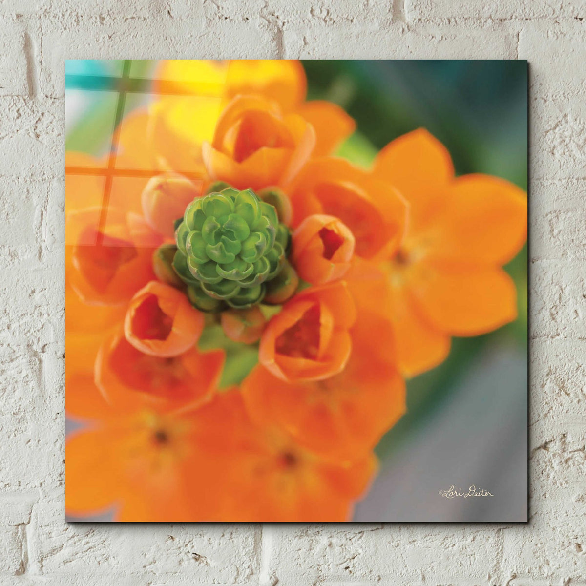 Epic Art 'Floral Pop IV' by Lori Deiter, Acrylic Glass Wall Art,12x12