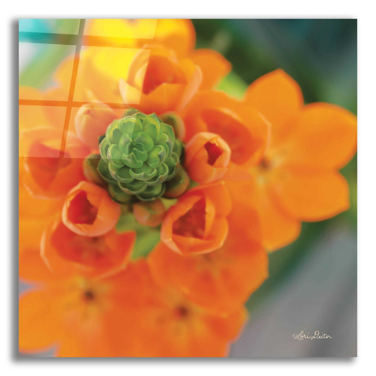 Epic Art 'Floral Pop IV' by Lori Deiter, Acrylic Glass Wall Art