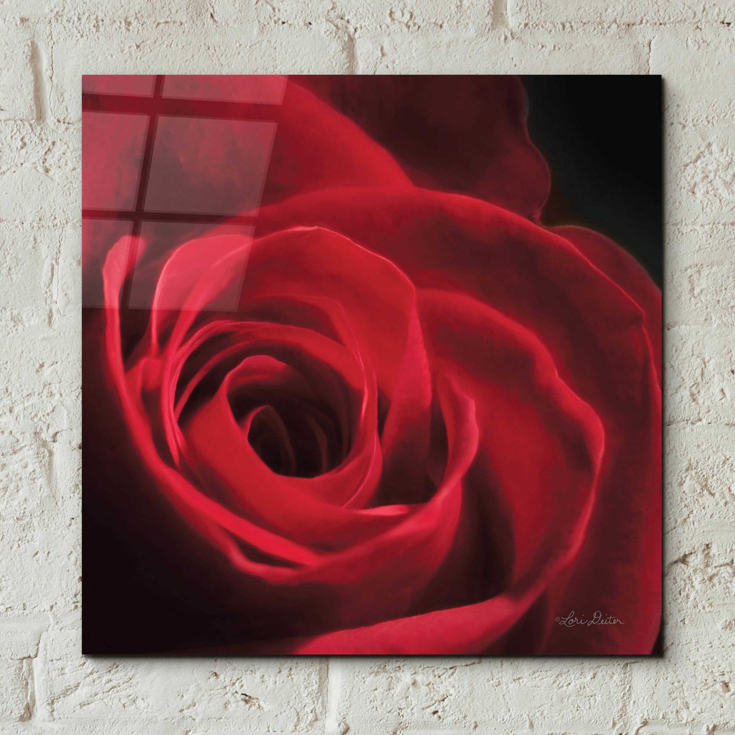 Epic Art 'The Red Rose I' by Lori Deiter, Acrylic Glass Wall Art,12x12