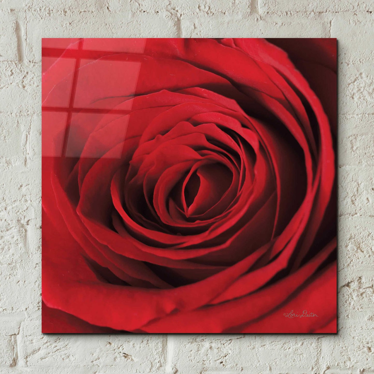 Epic Art 'The Red Rose II' by Lori Deiter, Acrylic Glass Wall Art,12x12