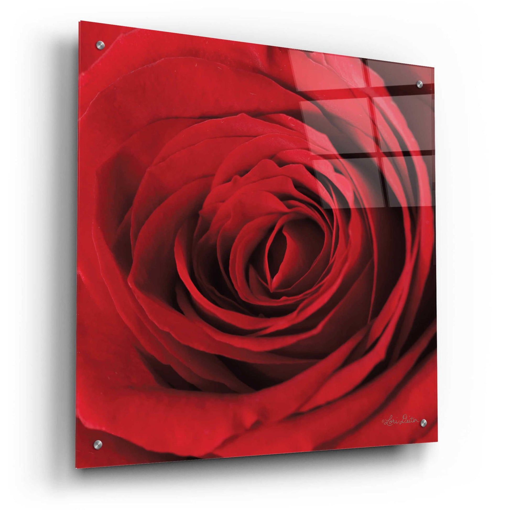 Epic Art 'The Red Rose II' by Lori Deiter, Acrylic Glass Wall Art,24x24