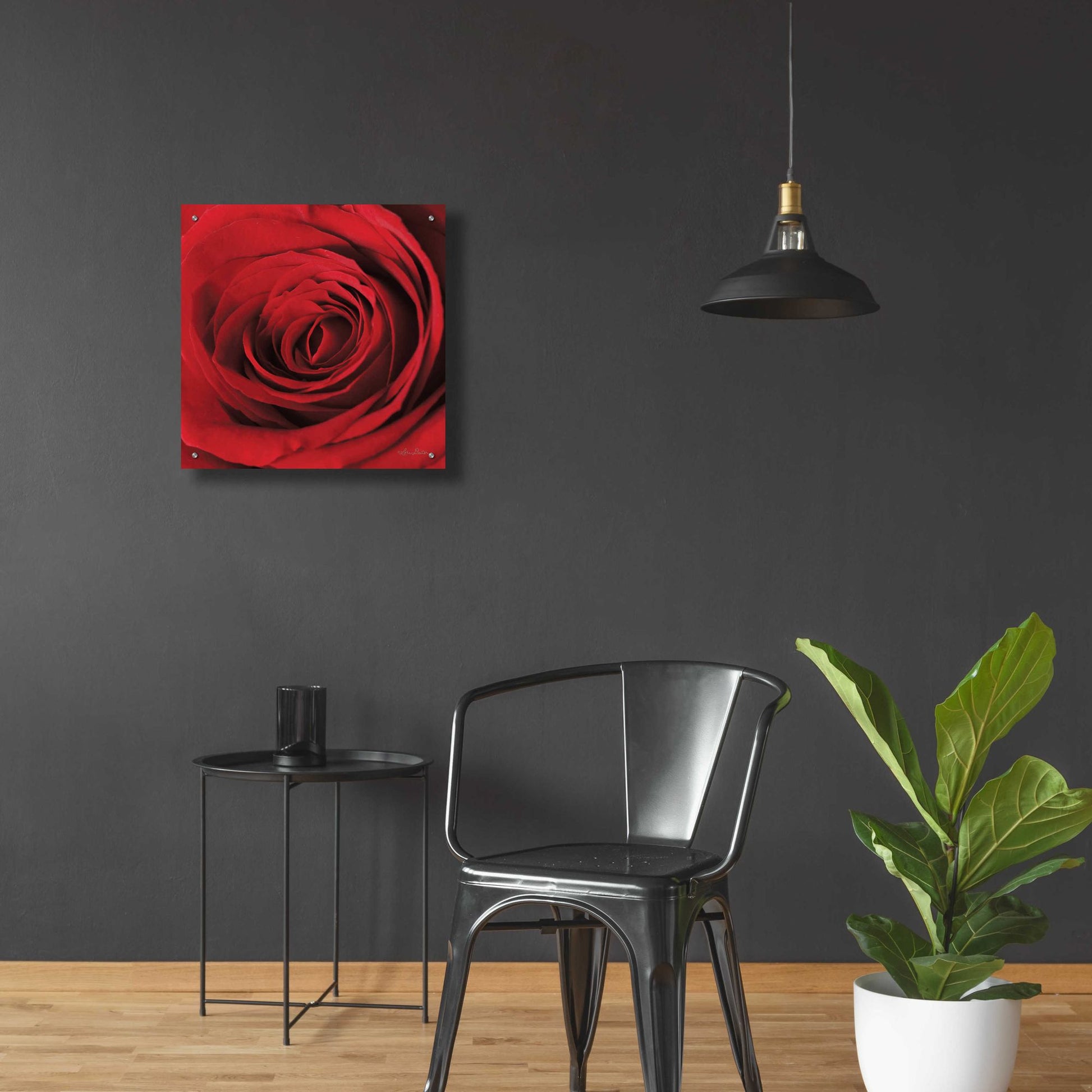 Epic Art 'The Red Rose II' by Lori Deiter, Acrylic Glass Wall Art,24x24