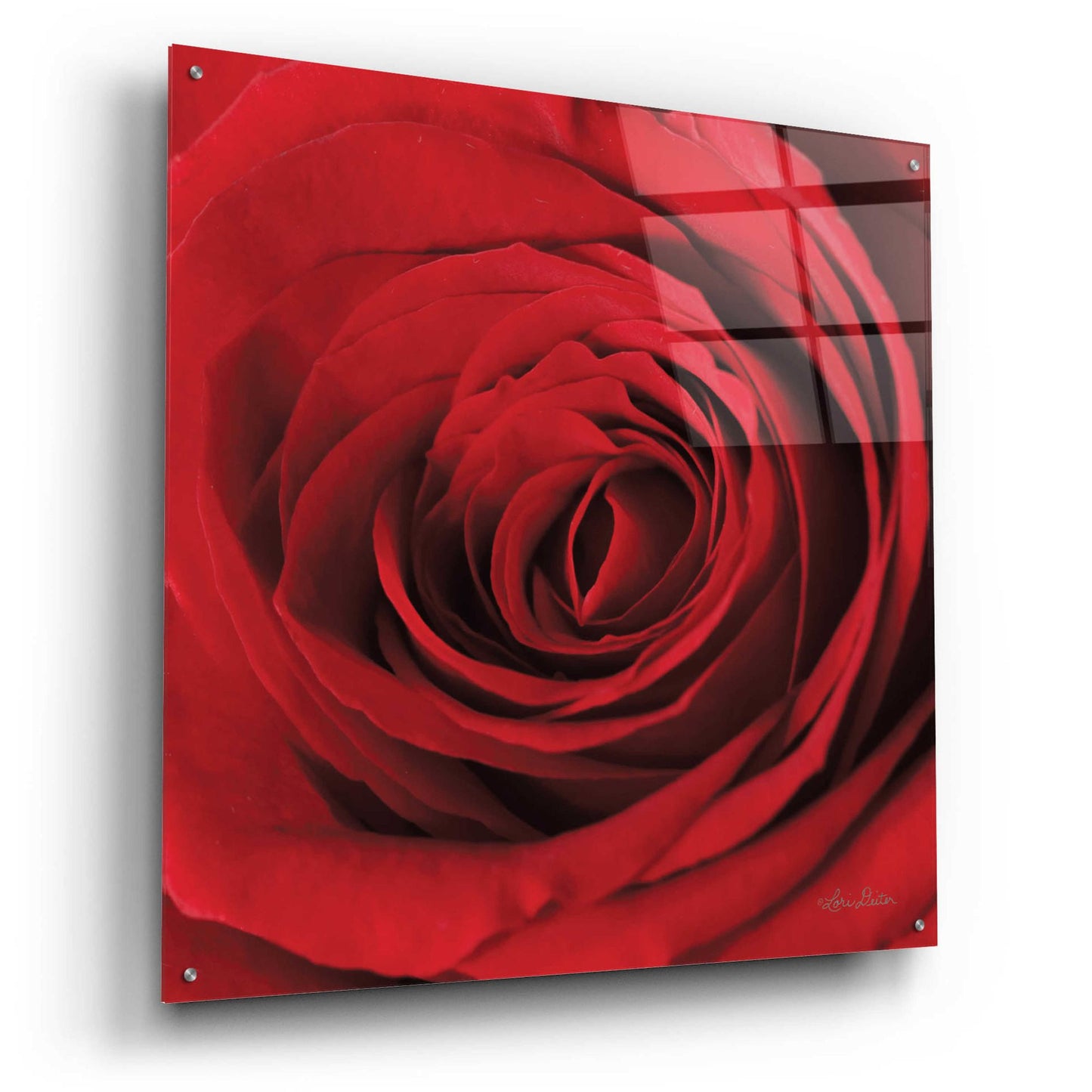 Epic Art 'The Red Rose II' by Lori Deiter, Acrylic Glass Wall Art,36x36