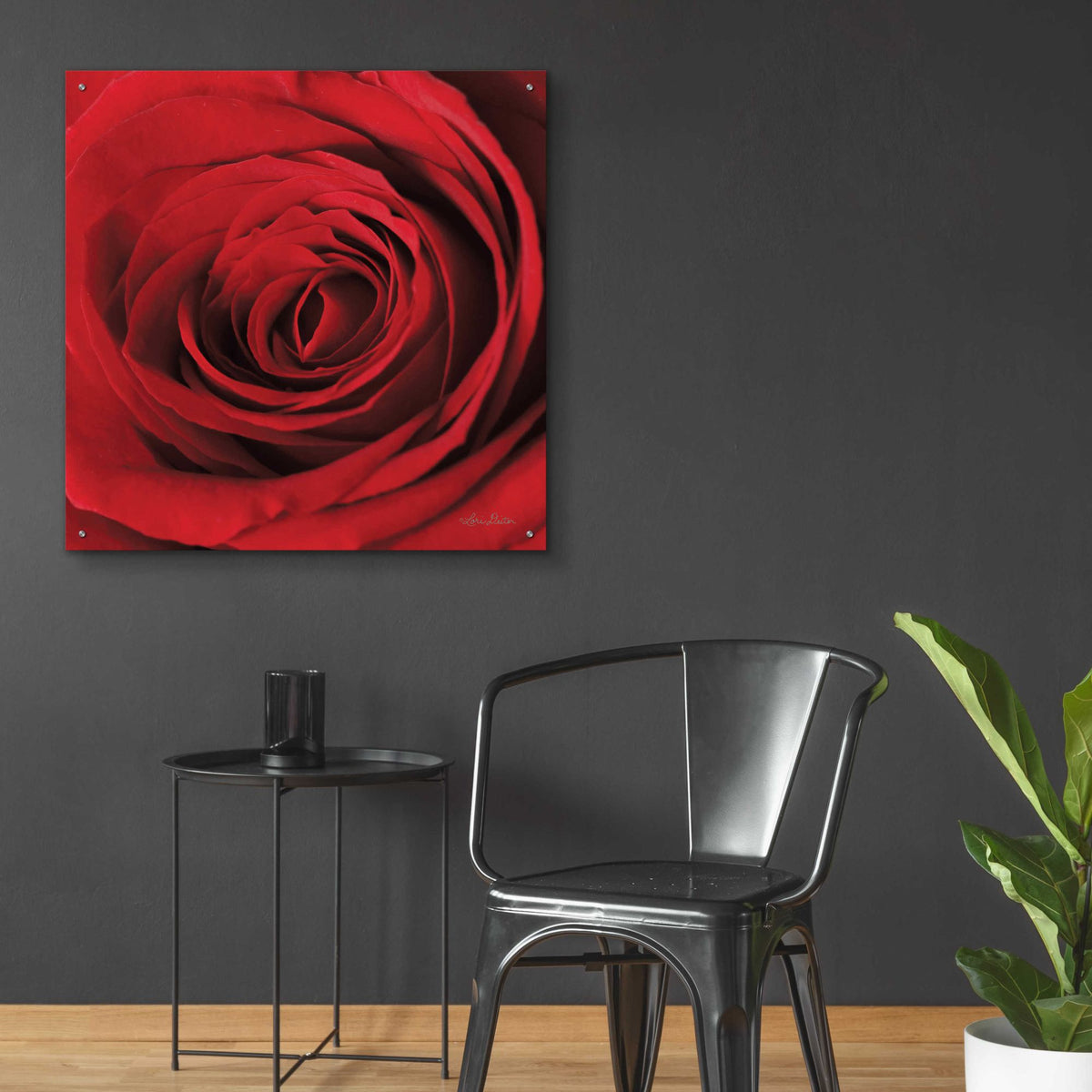 Epic Art 'The Red Rose II' by Lori Deiter, Acrylic Glass Wall Art,36x36