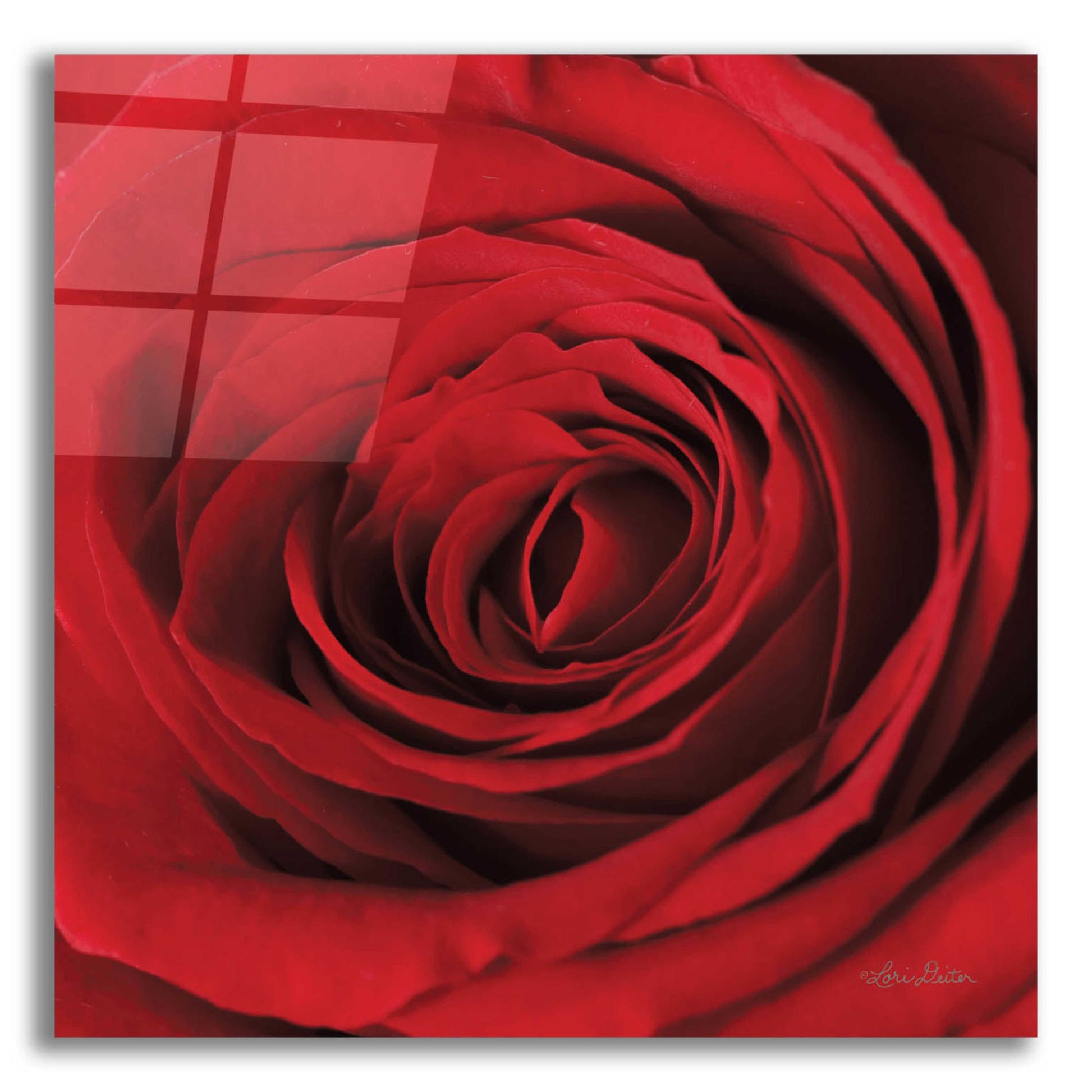 Epic Art 'The Red Rose II' by Lori Deiter, Acrylic Glass Wall Art