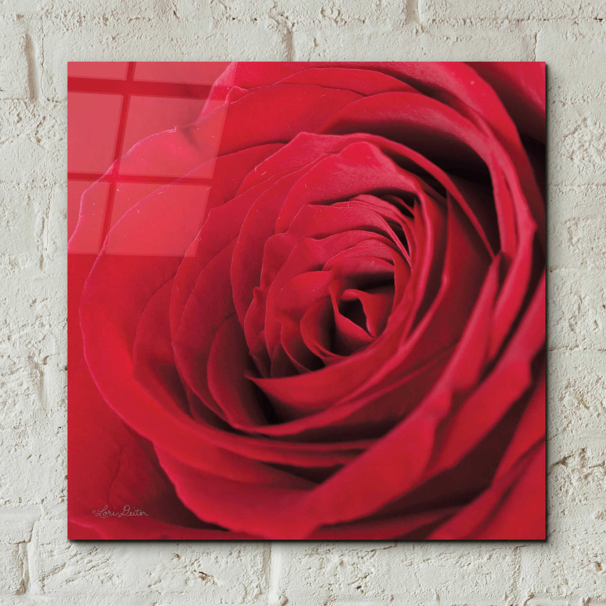 Epic Art 'The Red Rose III' by Lori Deiter, Acrylic Glass Wall Art,12x12