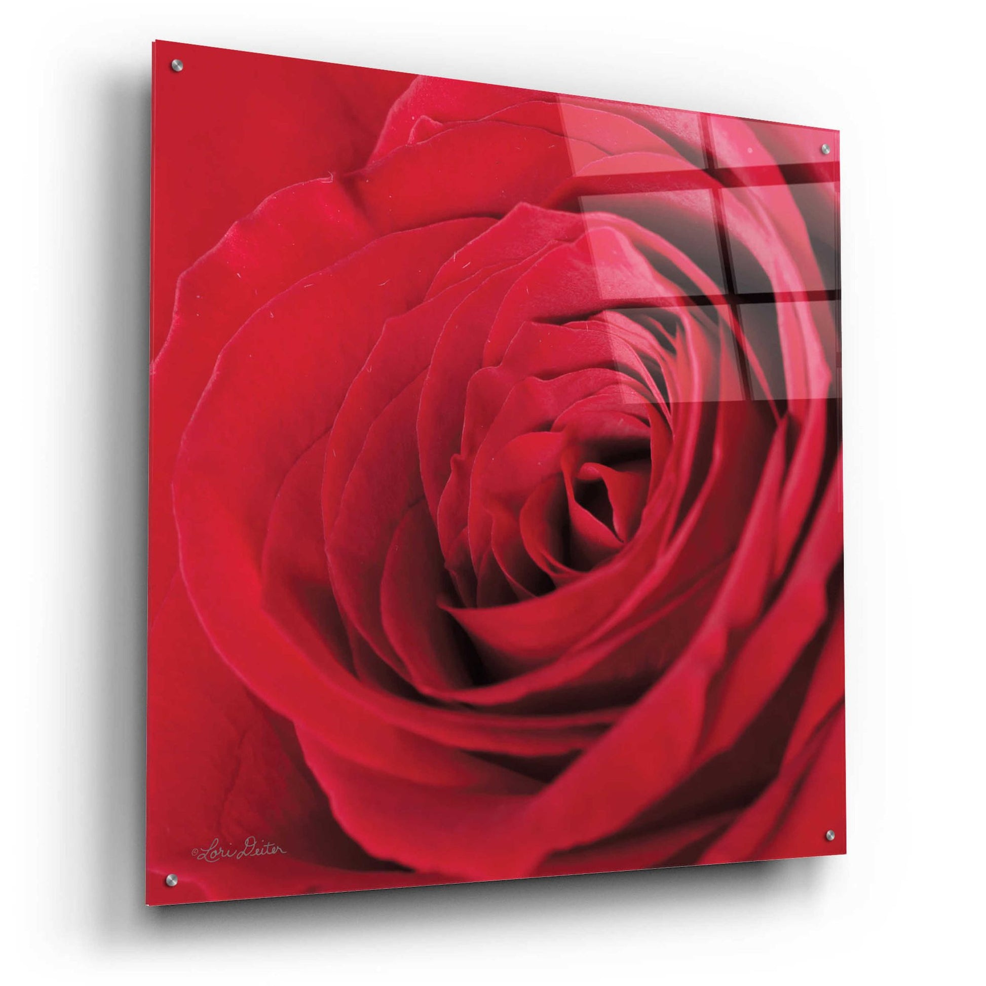 Epic Art 'The Red Rose III' by Lori Deiter, Acrylic Glass Wall Art,36x36