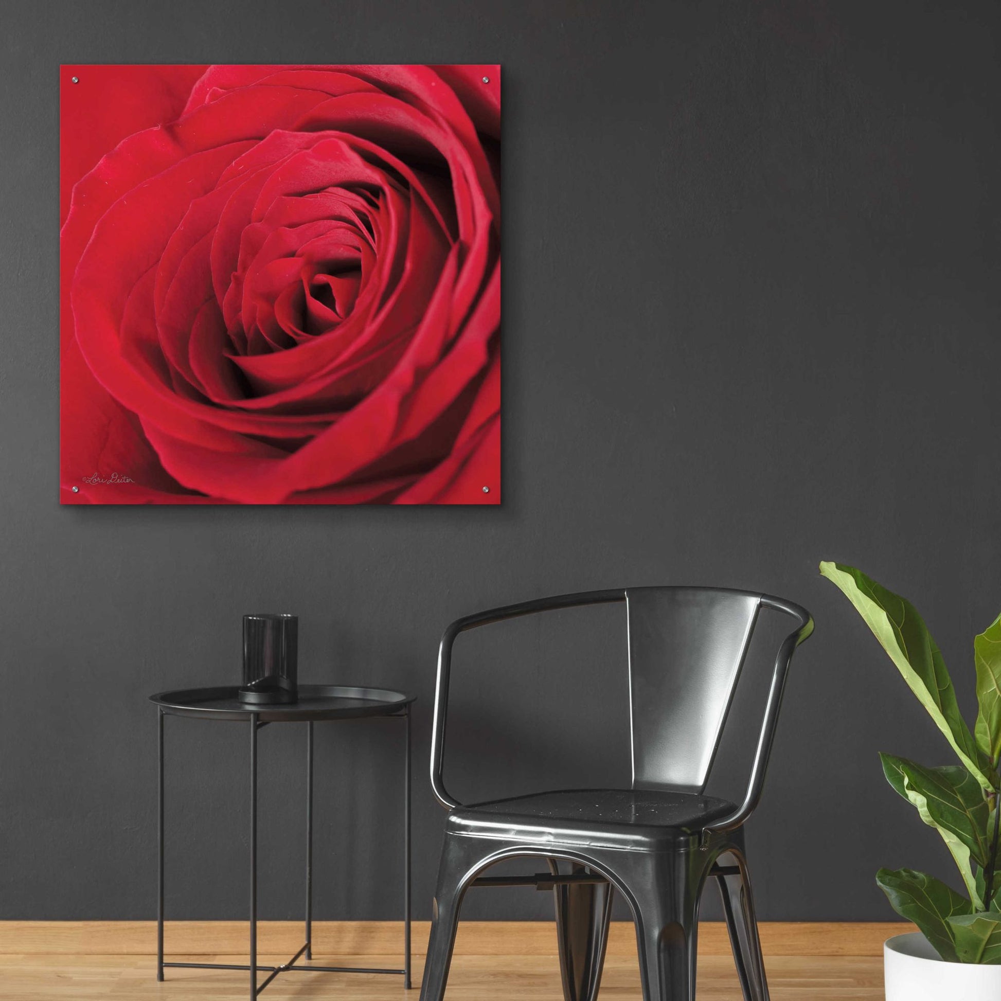 Epic Art 'The Red Rose III' by Lori Deiter, Acrylic Glass Wall Art,36x36