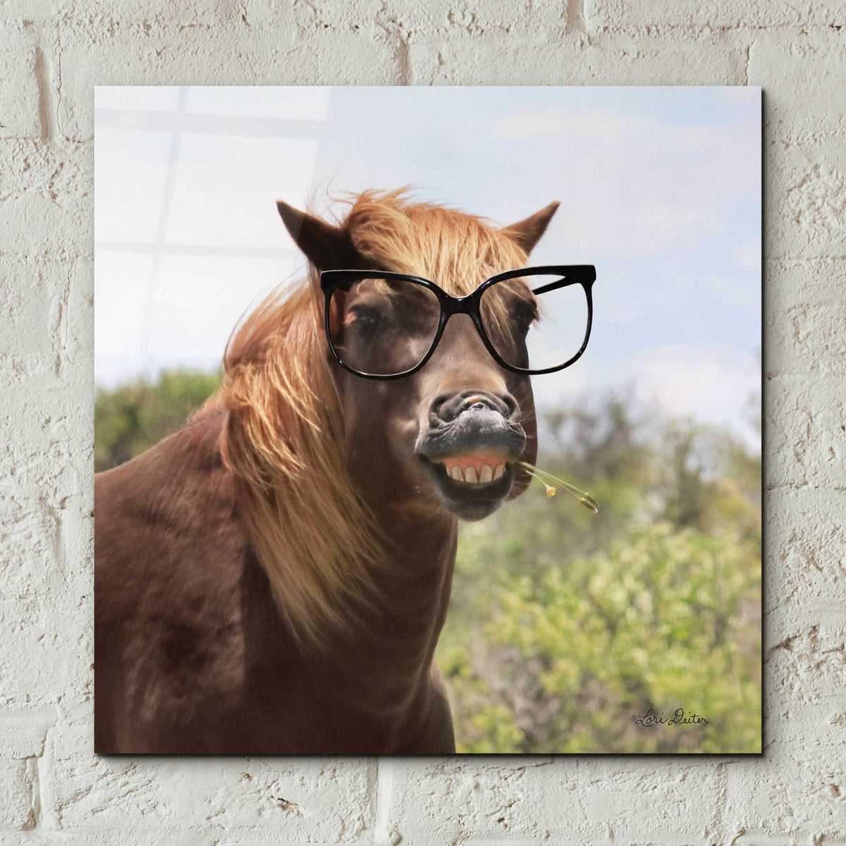 Epic Art 'Say Cheese Horse' by Lori Deiter, Acrylic Glass Wall Art,12x12