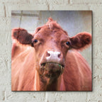 Epic Art 'The Brown Cow' by Lori Deiter, Acrylic Glass Wall Art,12x12