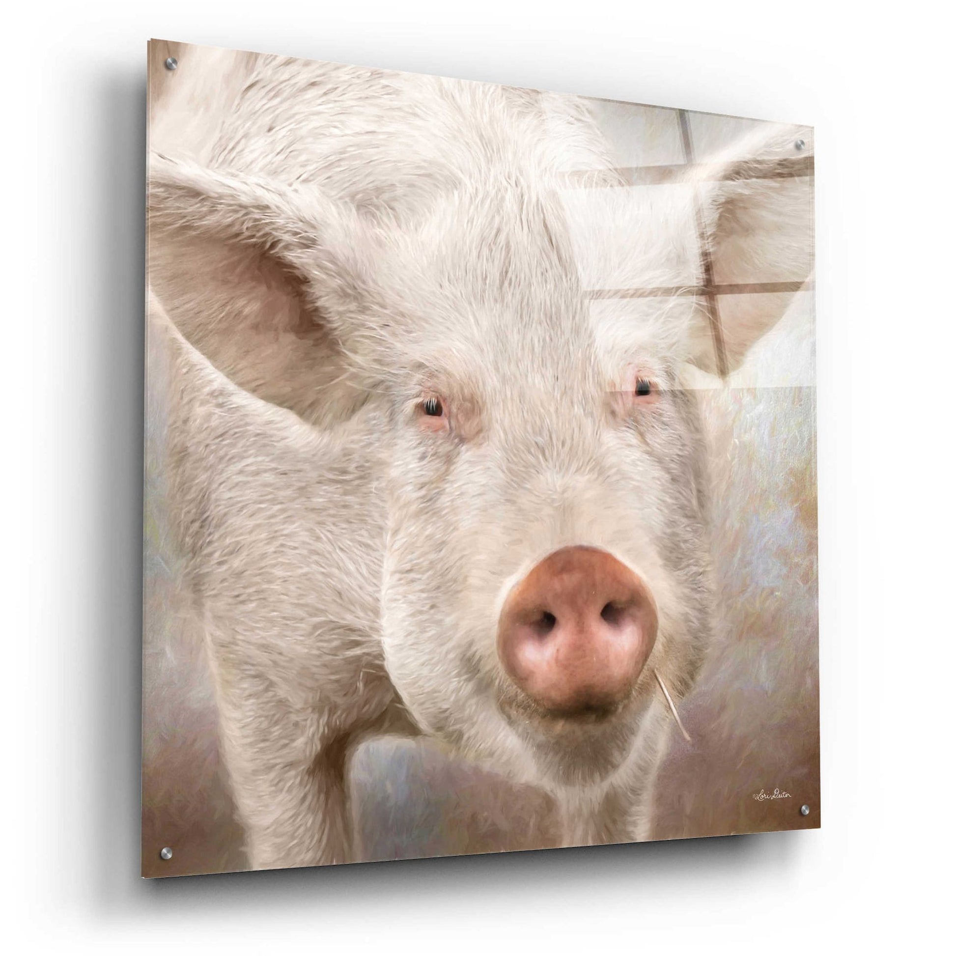 Epic Art 'Pig Face' by Lori Deiter, Acrylic Glass Wall Art,36x36