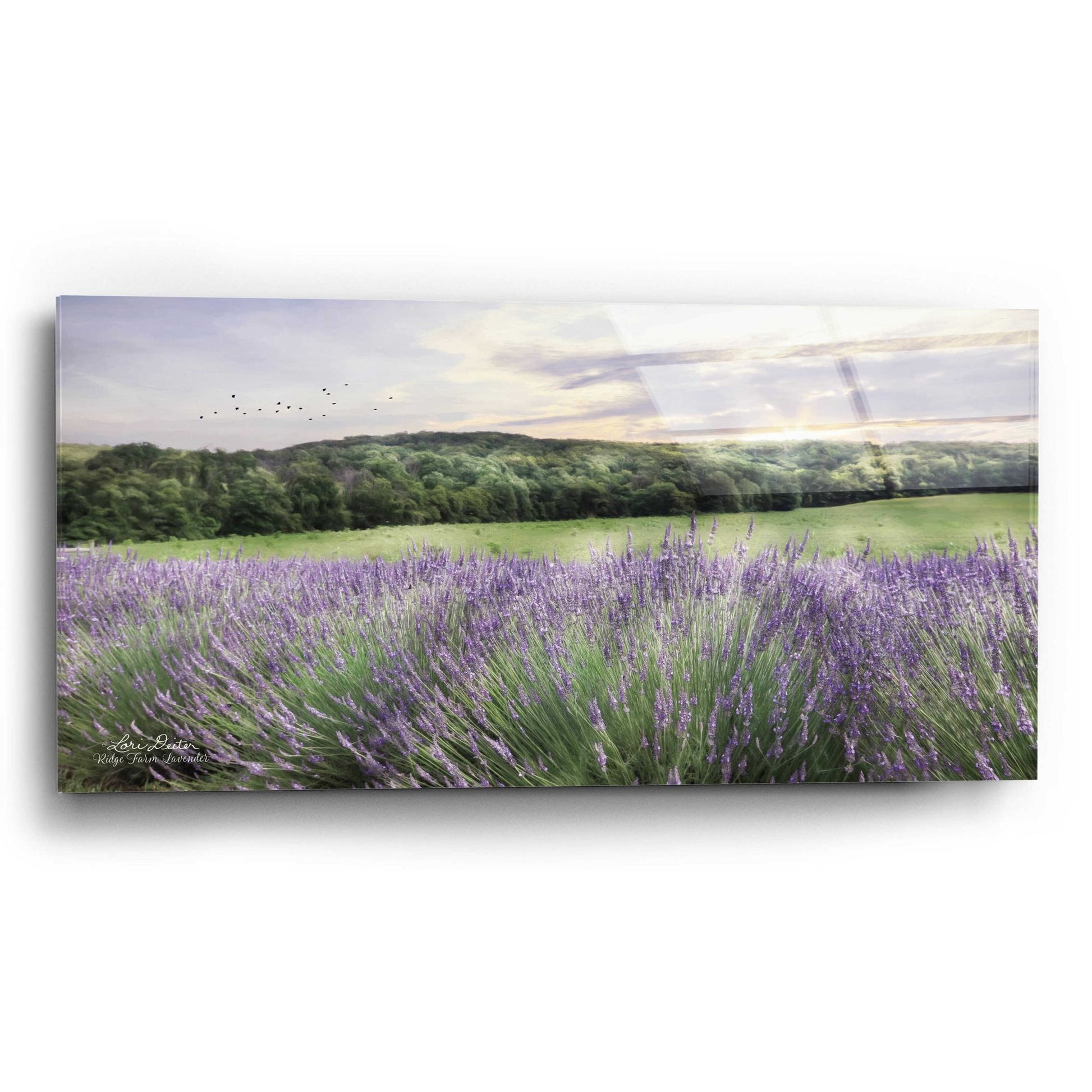 Epic Art 'Lavender Fields' by Lori Deiter, Acrylic Glass Wall Art,24x12