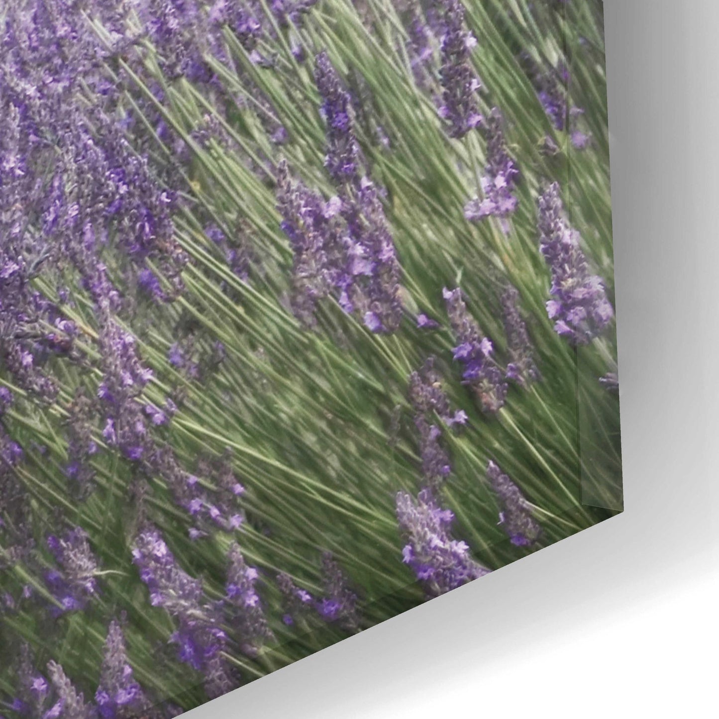 Epic Art 'Lavender Fields' by Lori Deiter, Acrylic Glass Wall Art,24x12