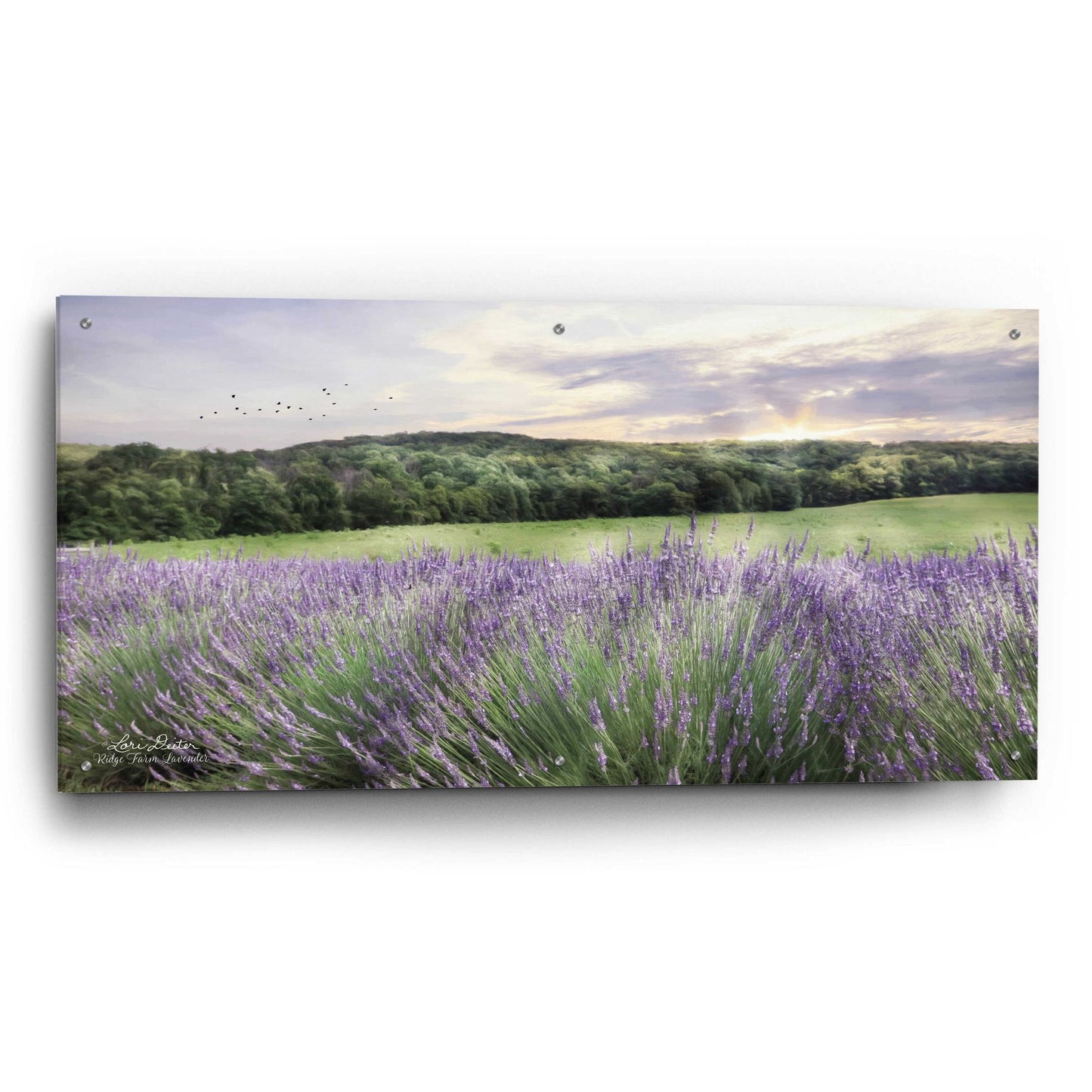 Epic Art 'Lavender Fields' by Lori Deiter, Acrylic Glass Wall Art,48x24